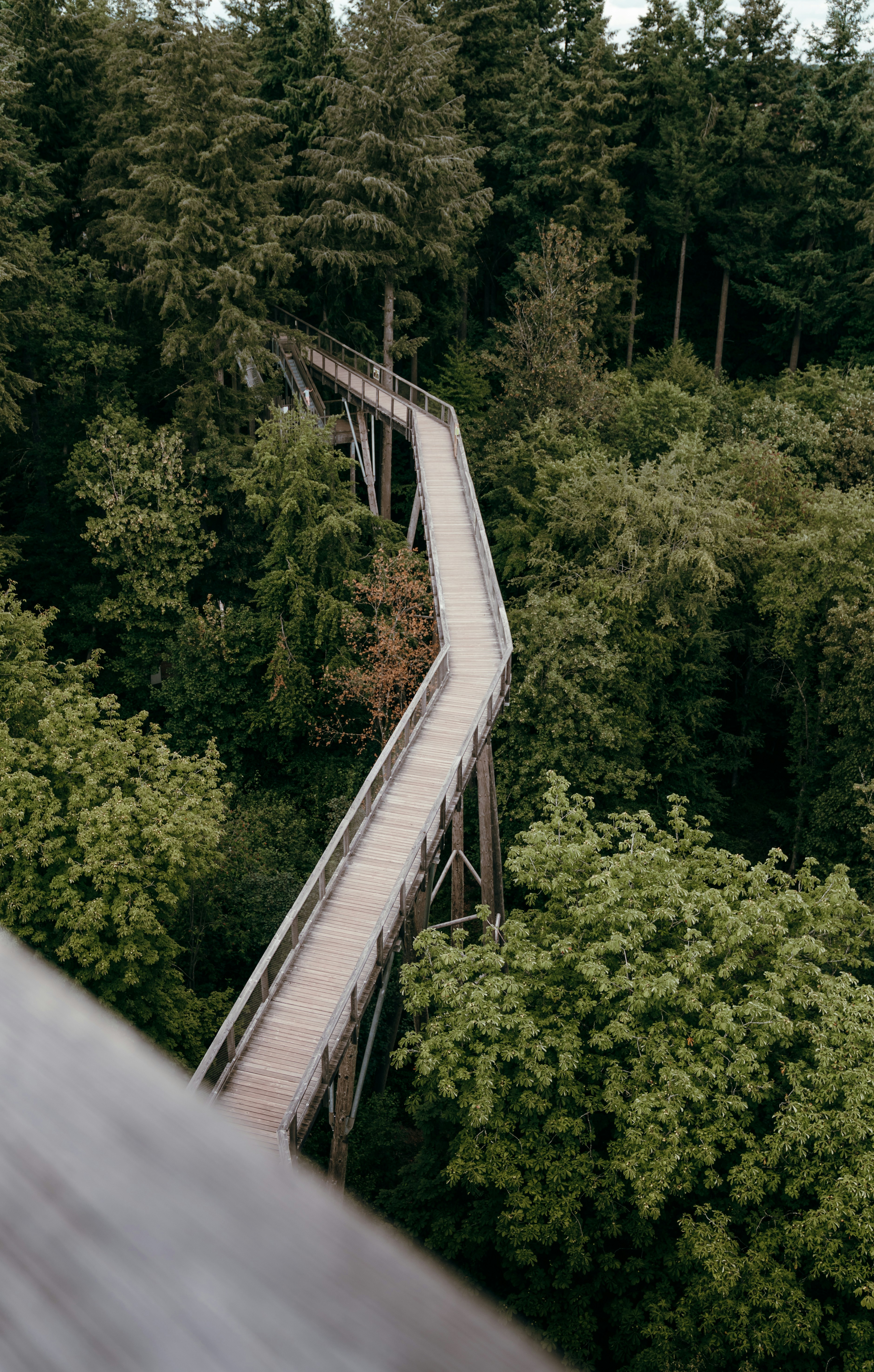 A wooden walkway elevated above a dense green forest canopy