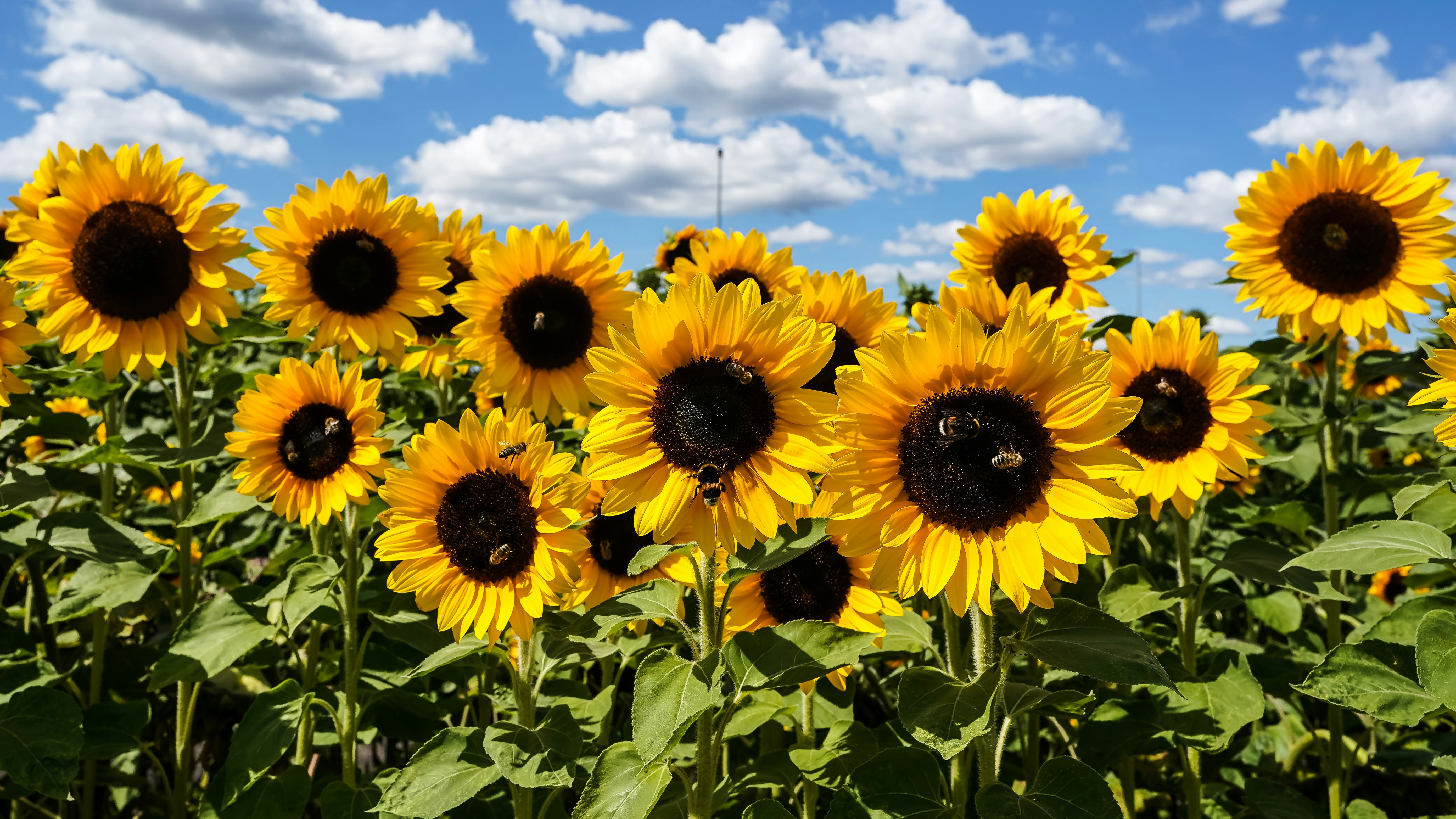 Bees on bright yellow sunflowers in a field under a blue sky