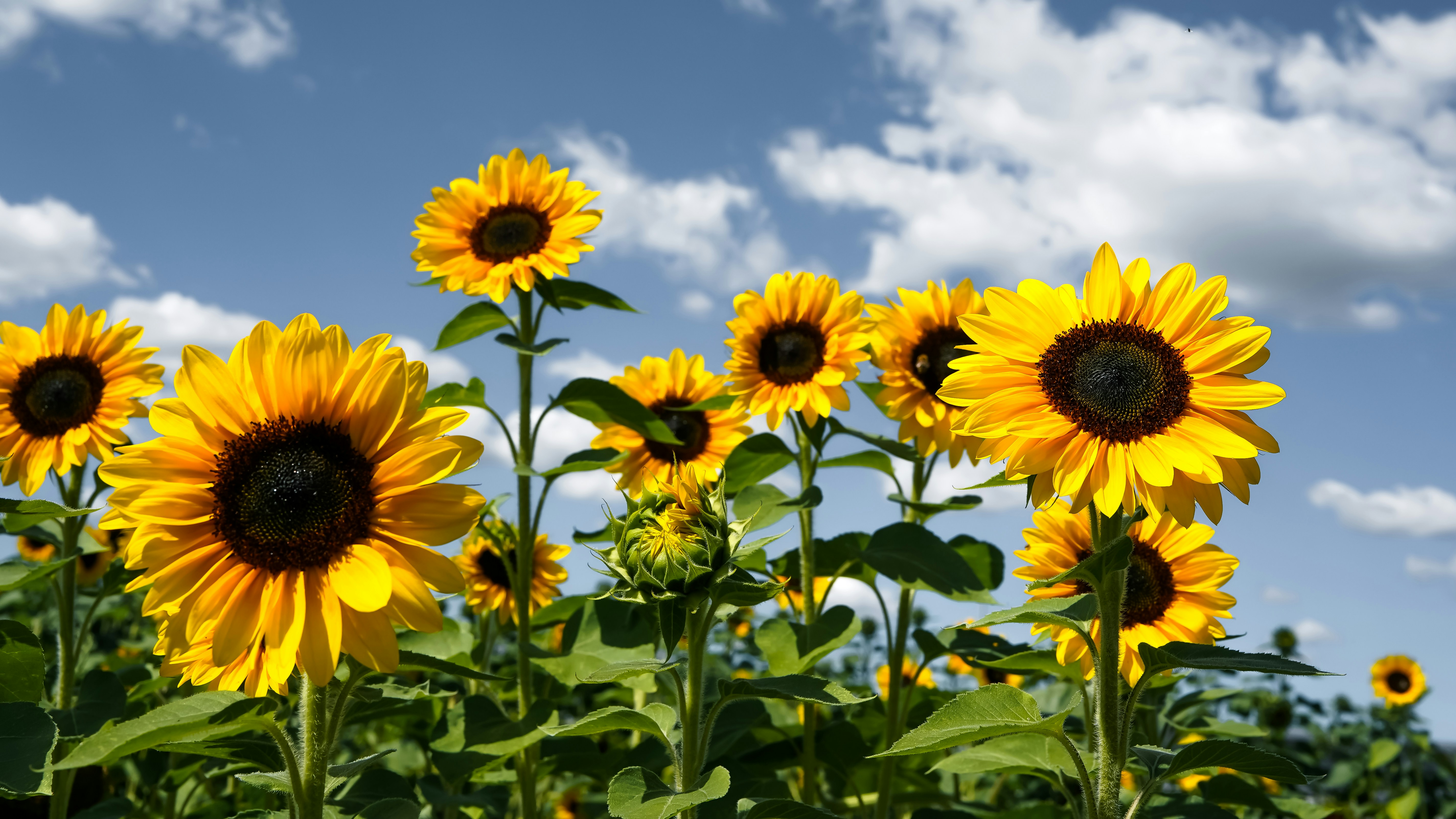 Bright yellow sunflowers in a field under a blue sky with white clouds