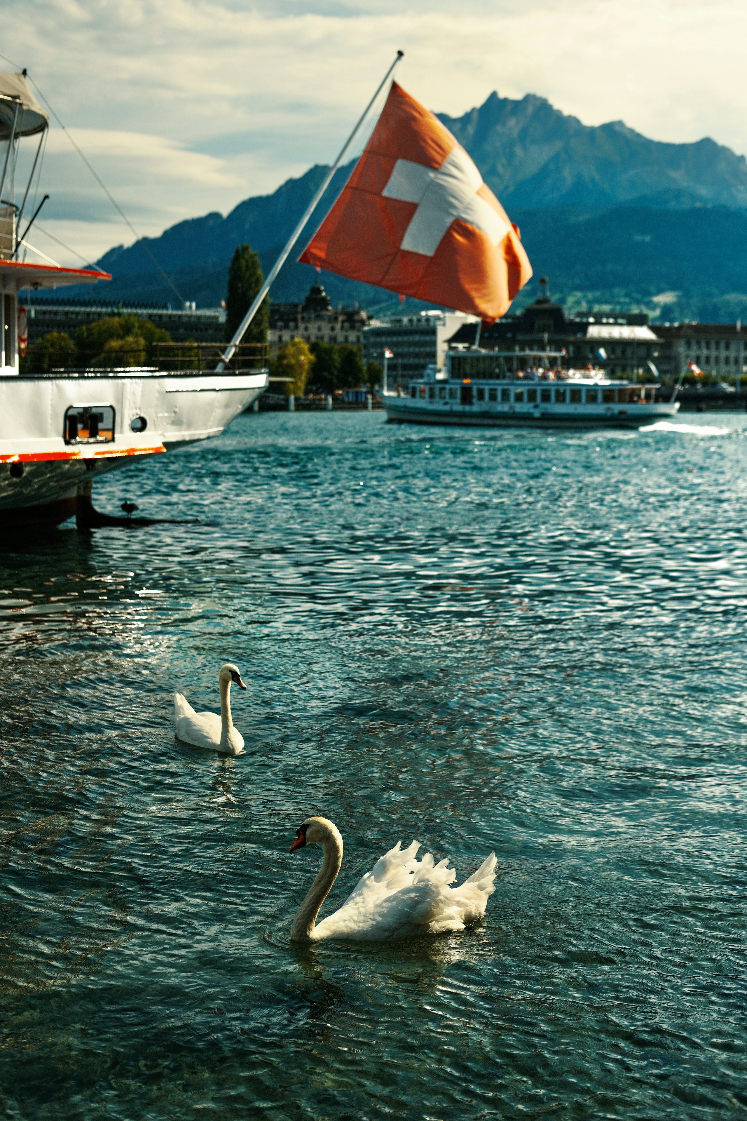 Two white swans swimming in Lake Lucerne with a Swiss flag and mountains