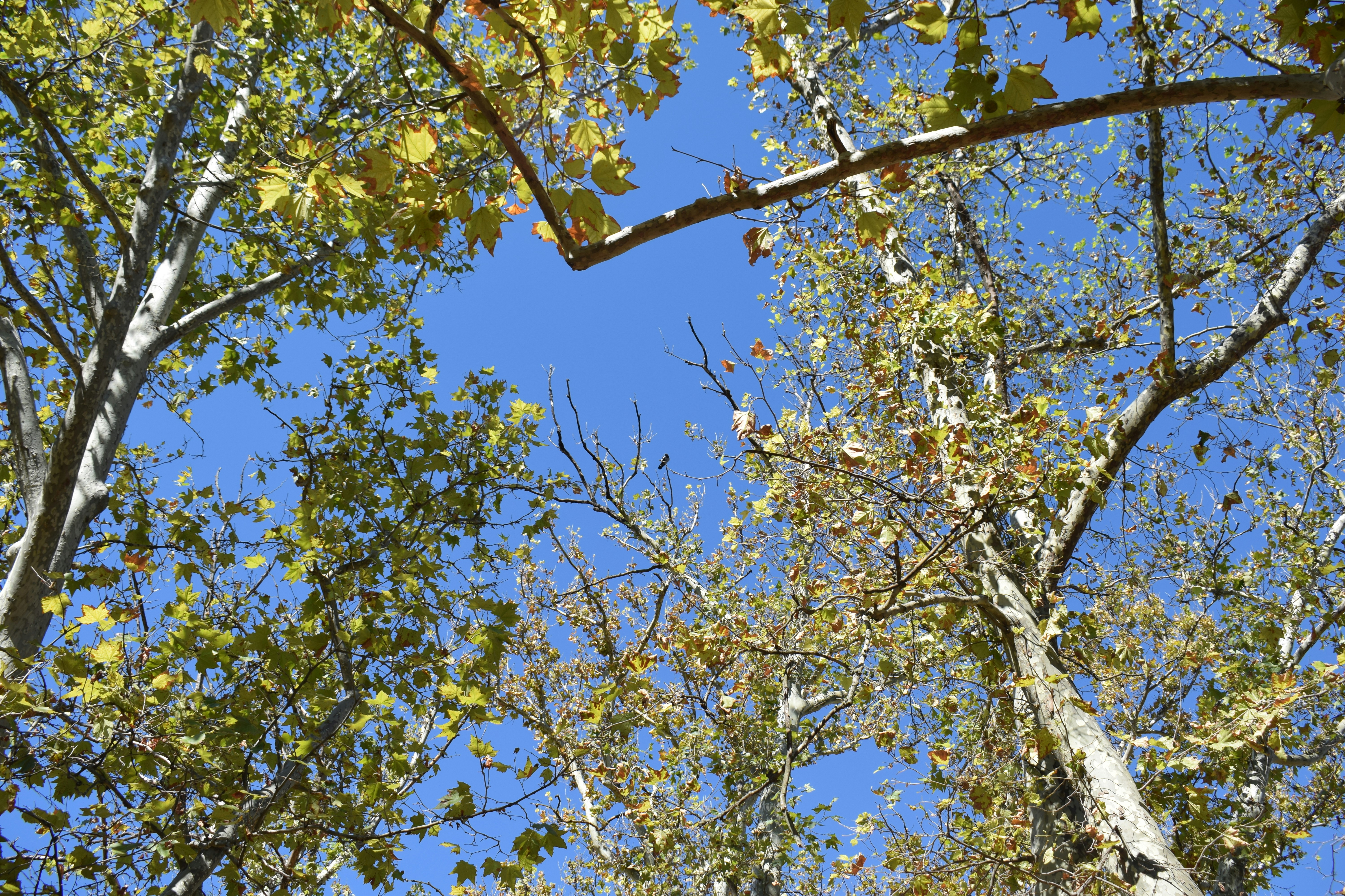 Looking up through the branches of tall sycamore trees into a clear blue sky