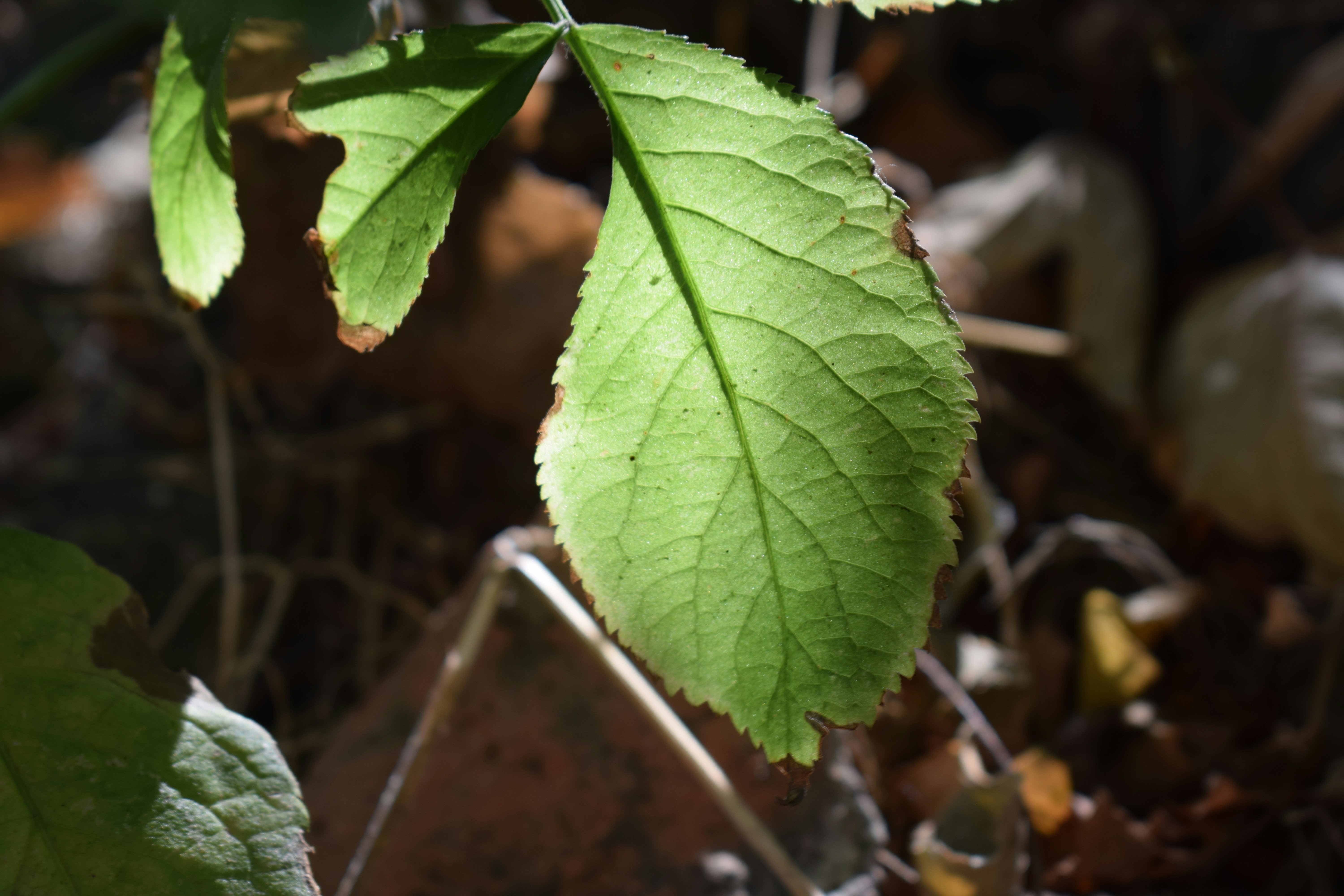 A bright green leaf with serrated edges backlit by sunlight