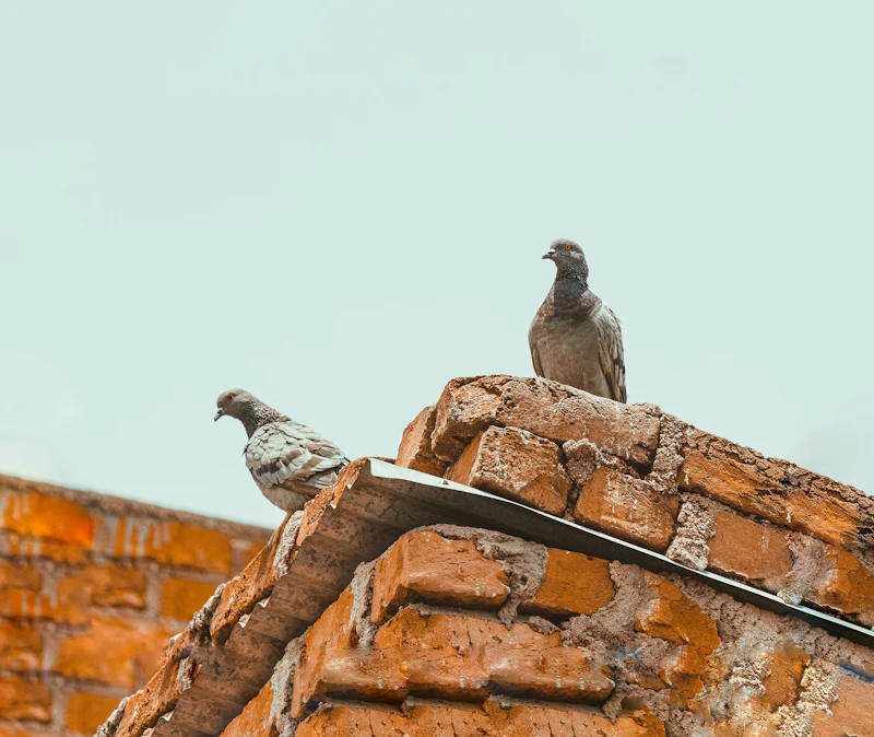 Dos palomas sobre una pared de ladrillo