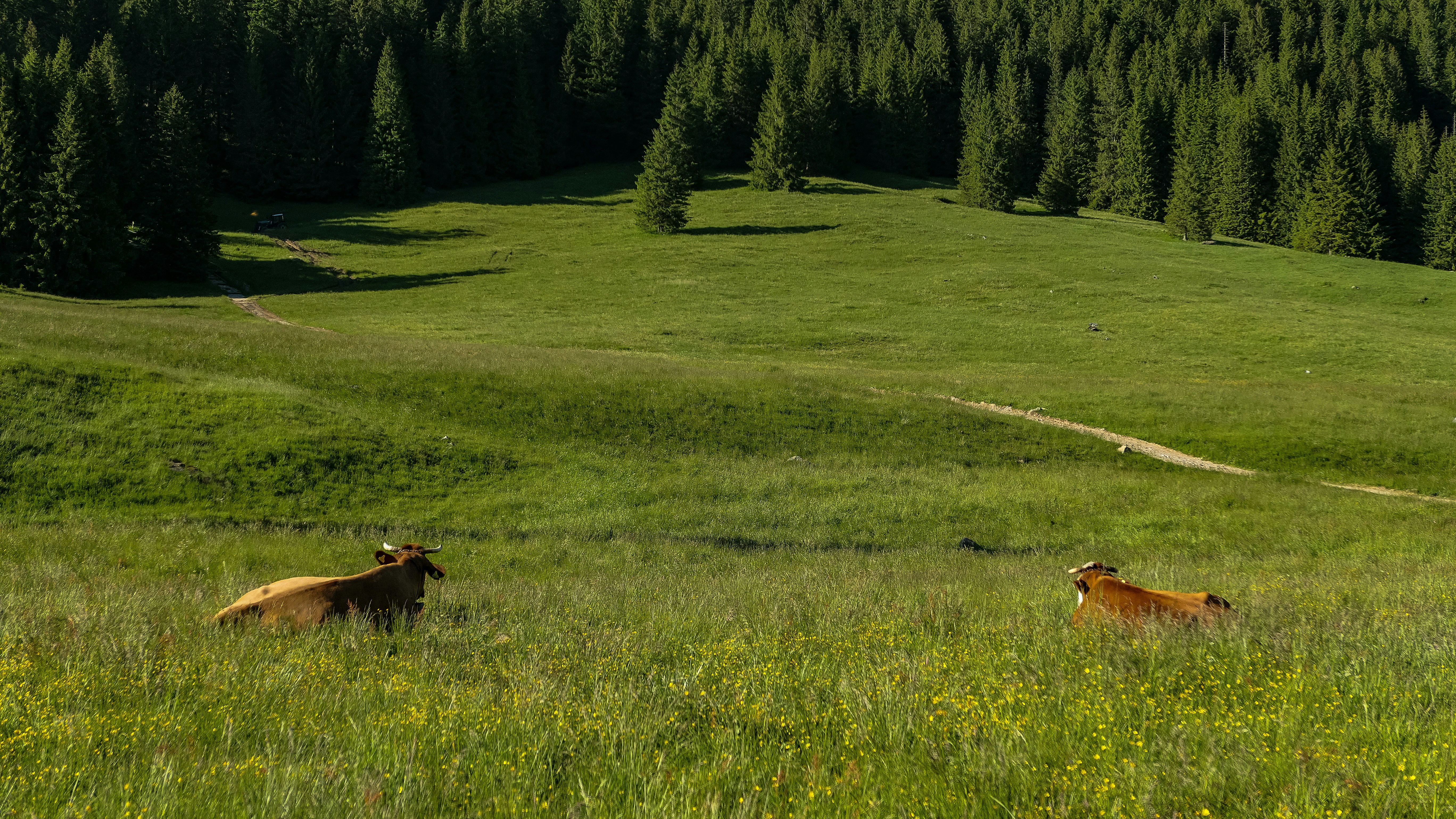 Two brown cows in a grassy mountain meadow with a forest background