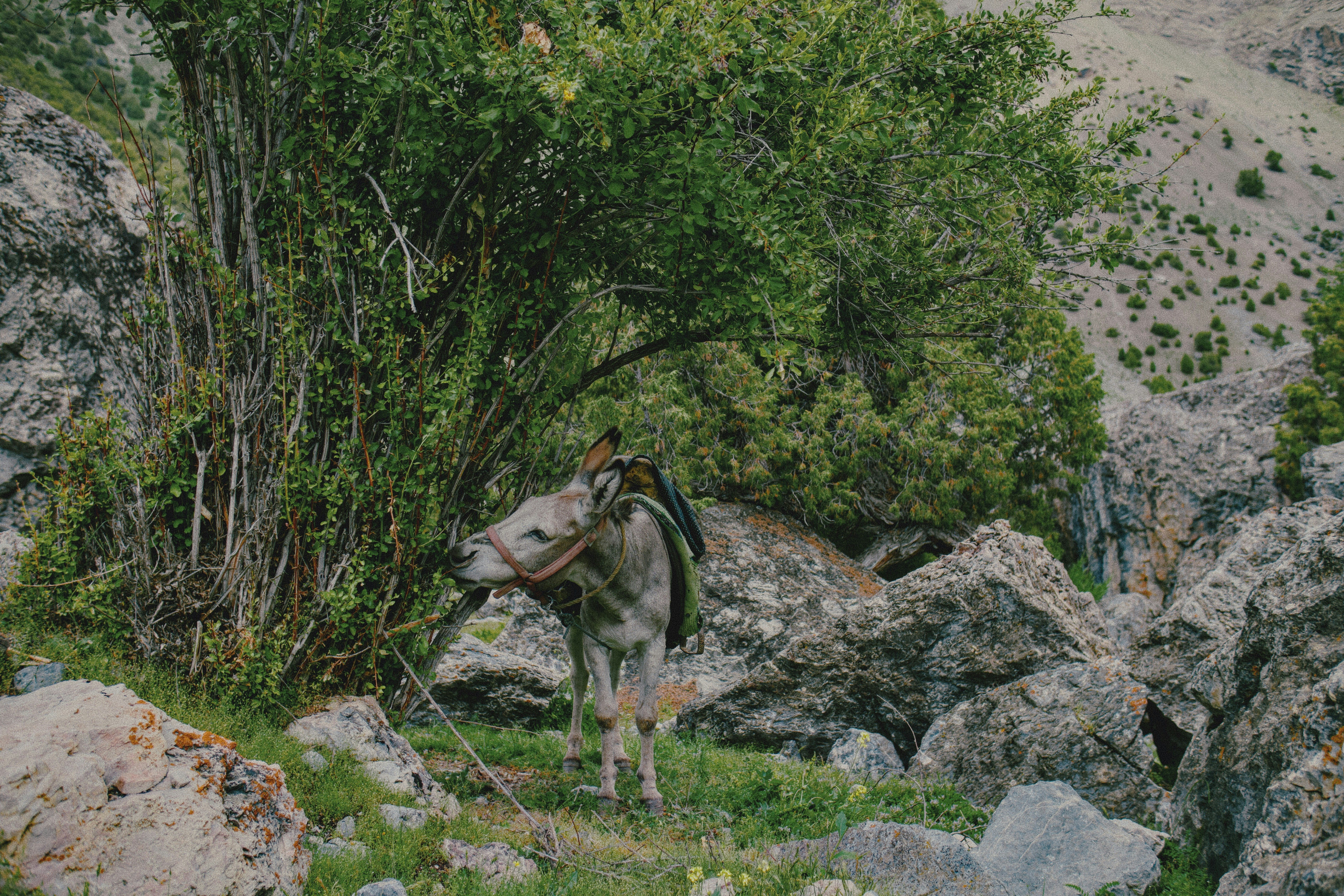 A grey donkey with a saddle standing by a bush on a rocky slope