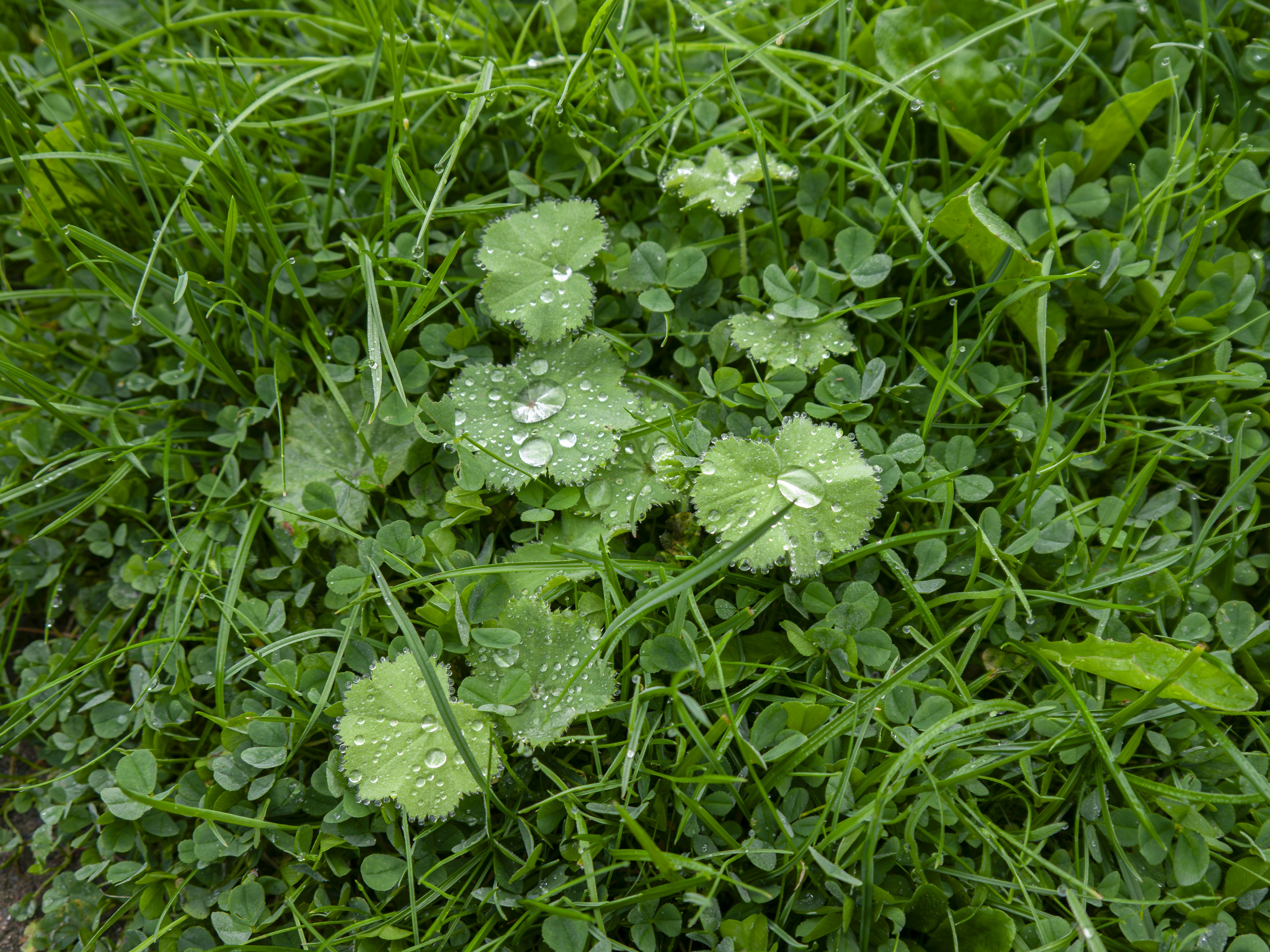 Dew drops on small scalloped leaves surrounded by blades of grass and clover