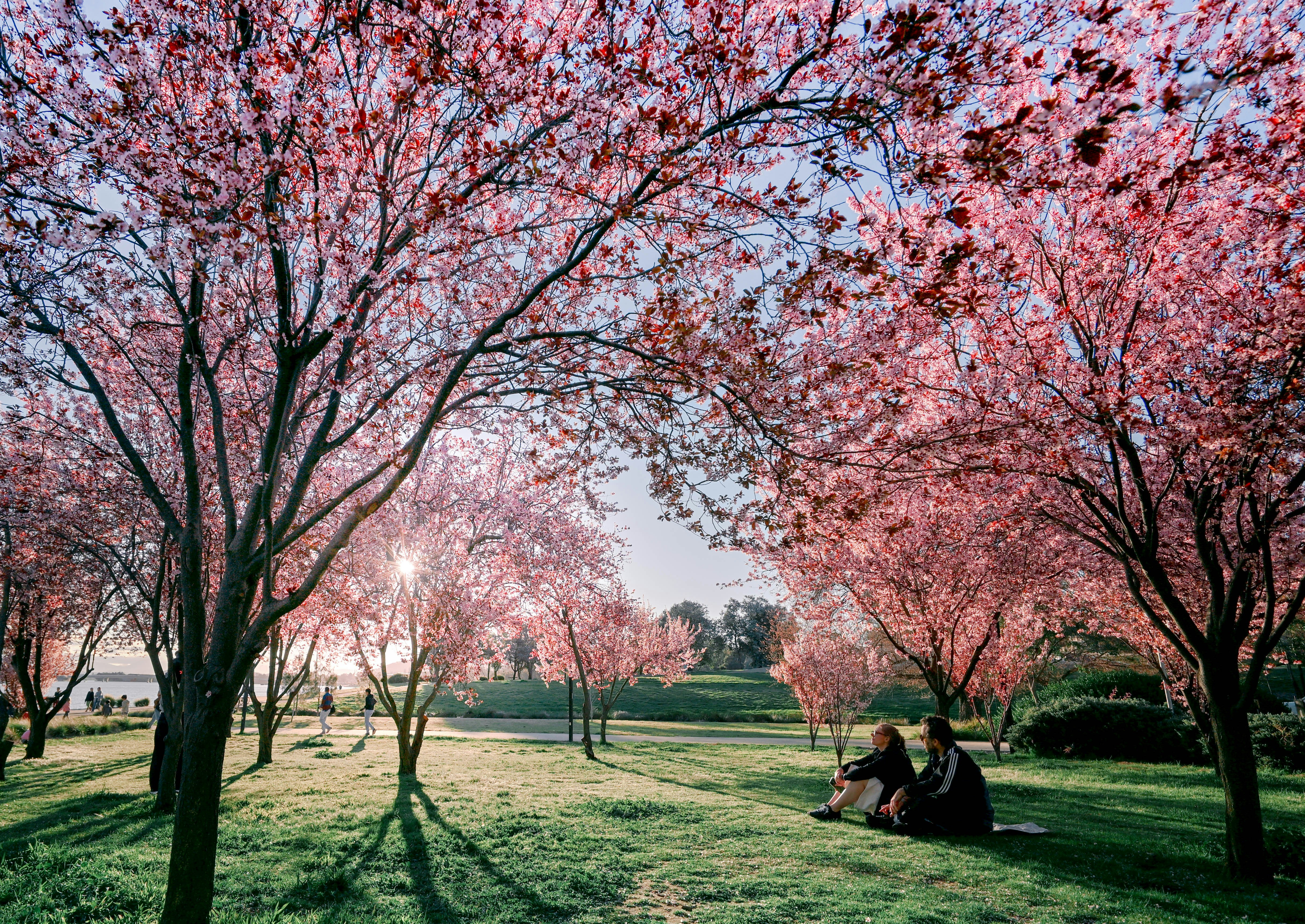 Two people sitting on a grassy park lawn under blooming pink cherry trees