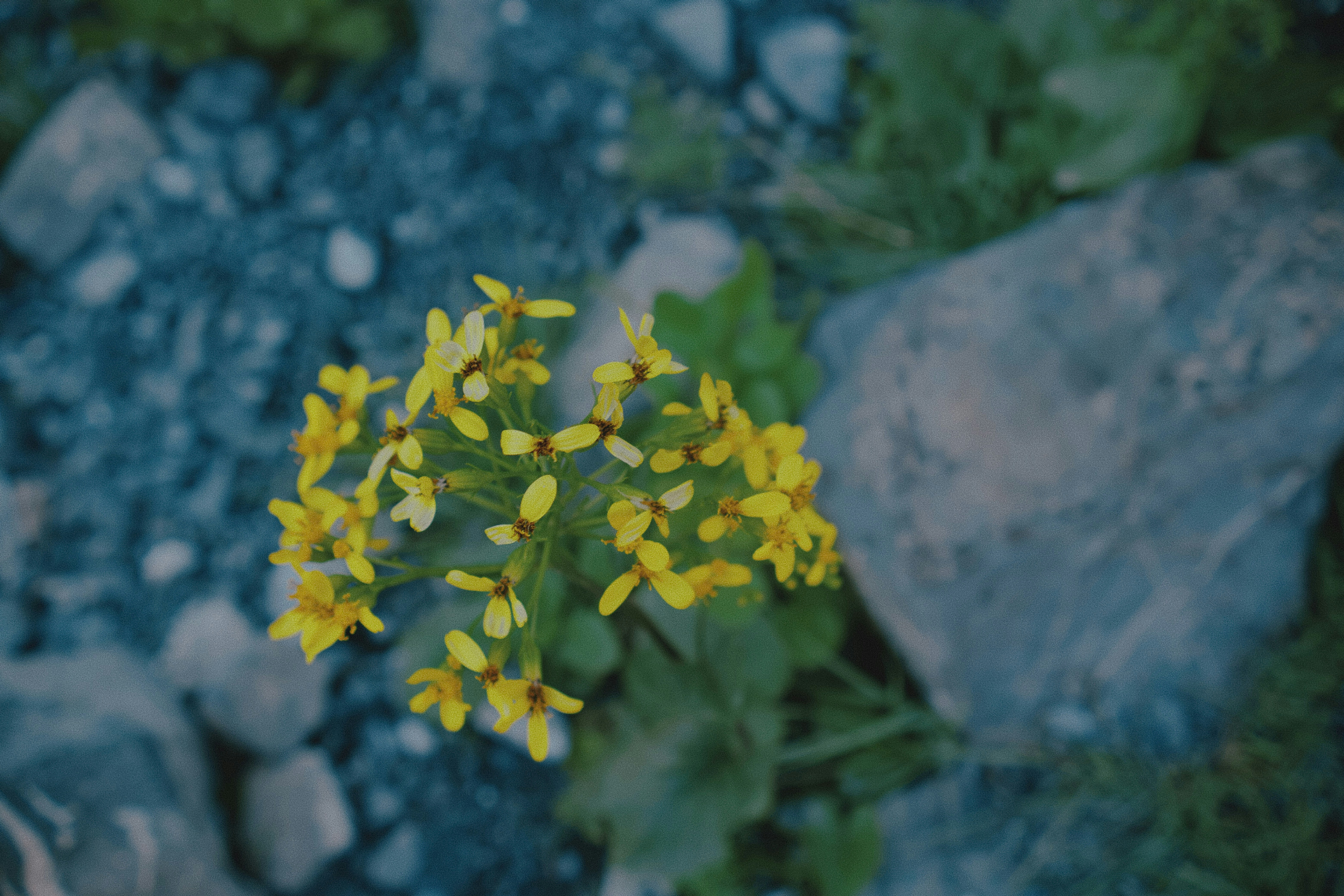 Kleine gelbe Blüten, die zwischen grauen Steinen und grünen Blättern blühten.