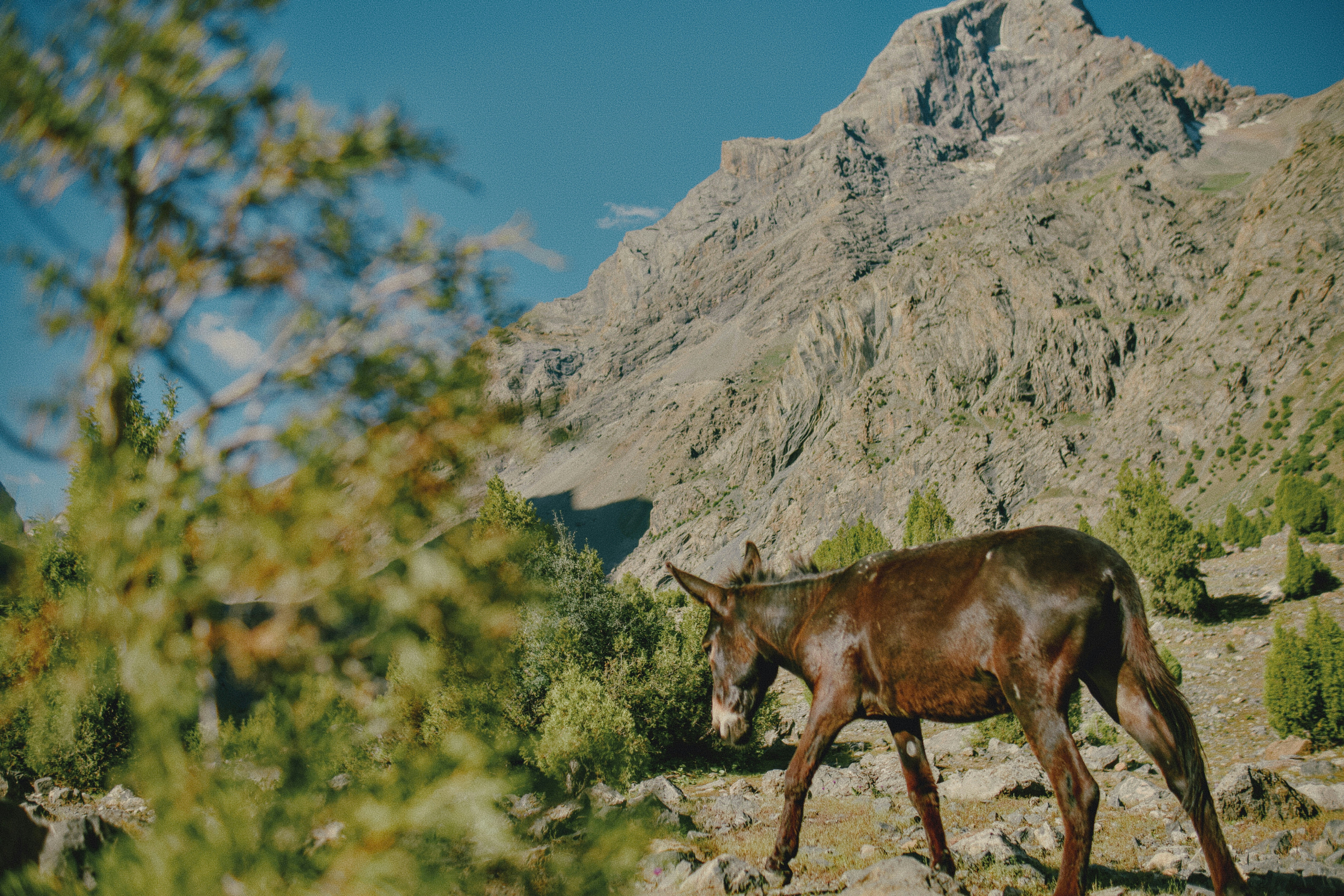 A brown donkey walking on a rocky mountain slope with green trees