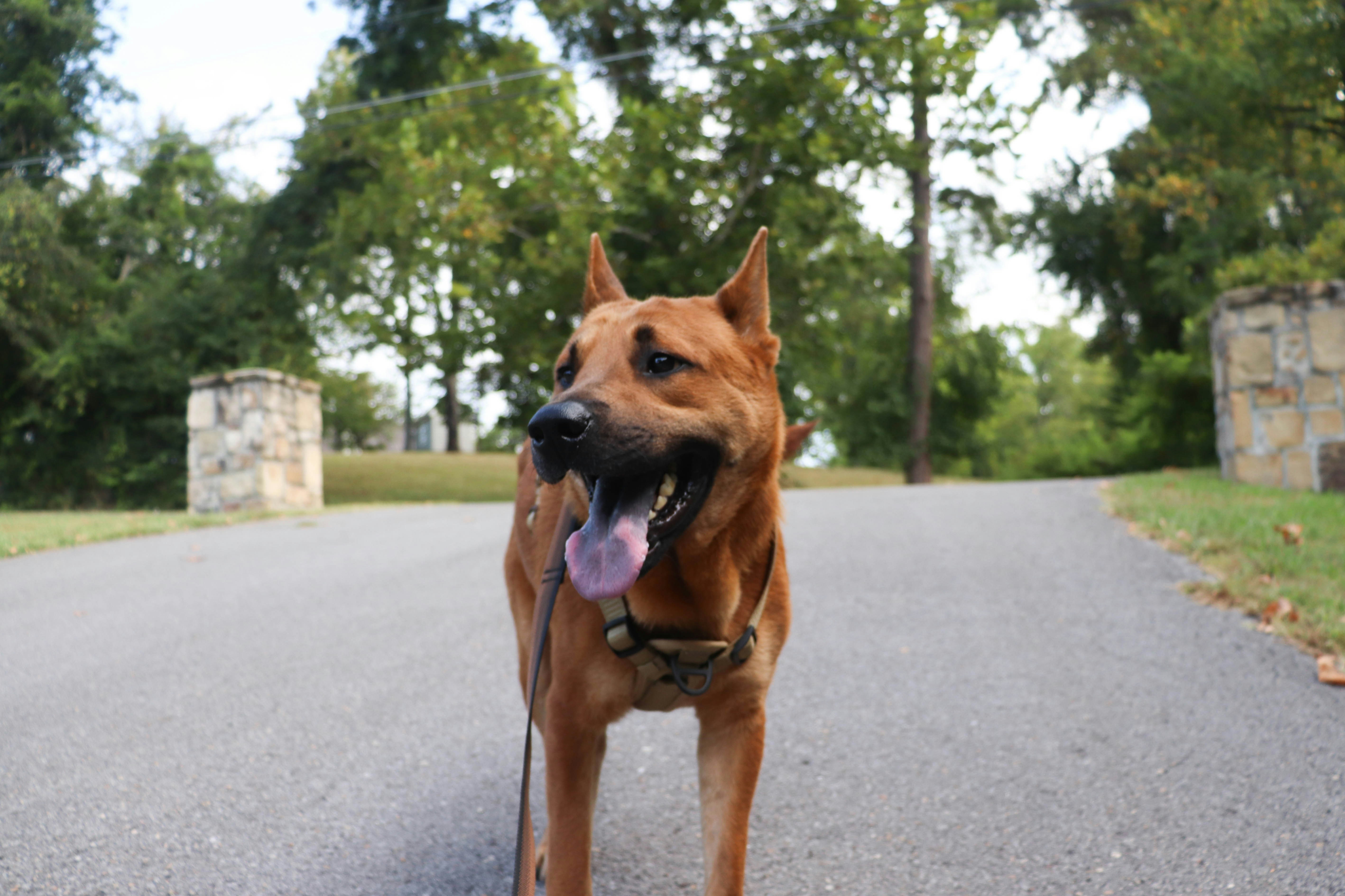 A brown dog with pointed ears and a harness on a paved path