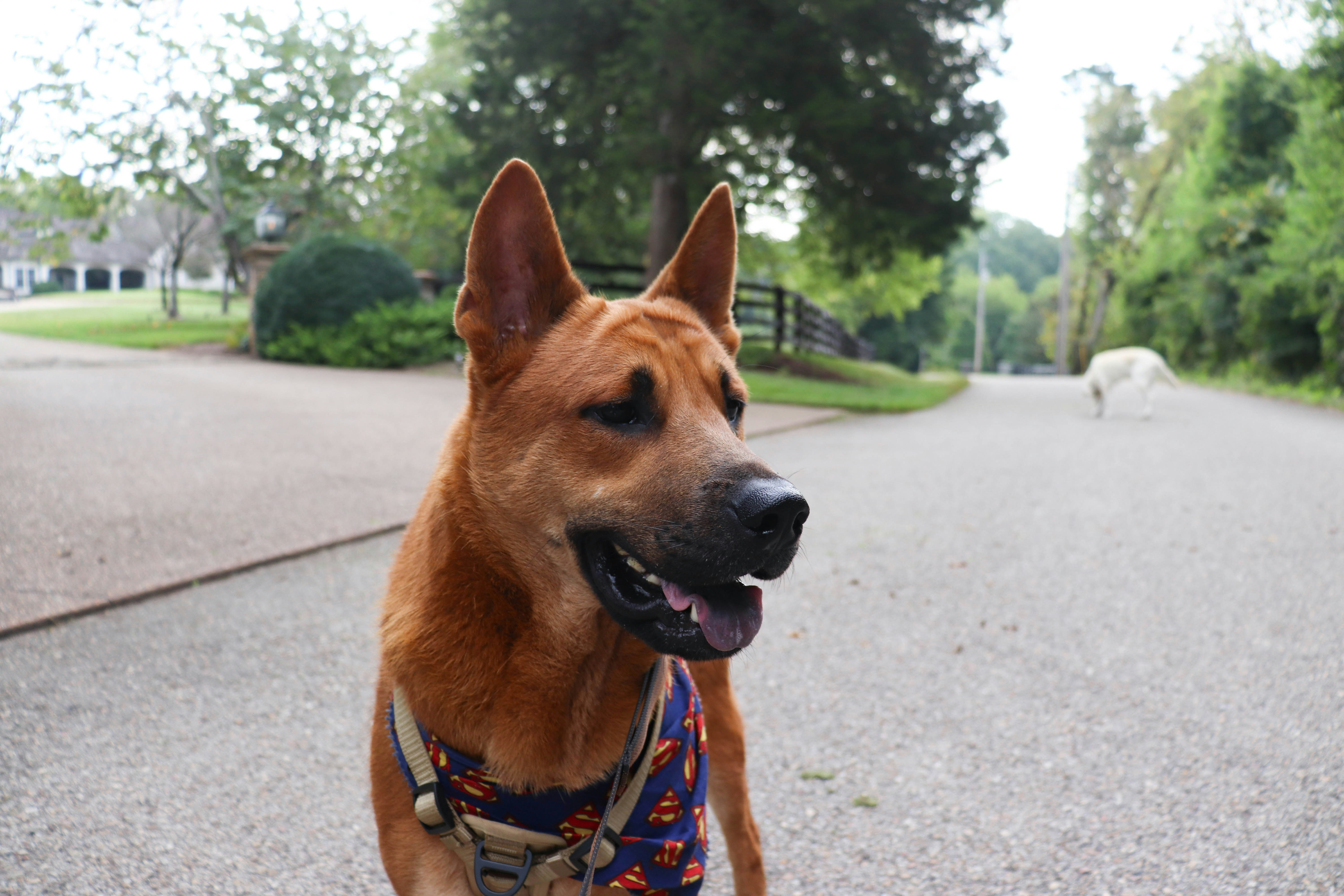 A brown dog wearing a patterned bandana on a paved suburban road