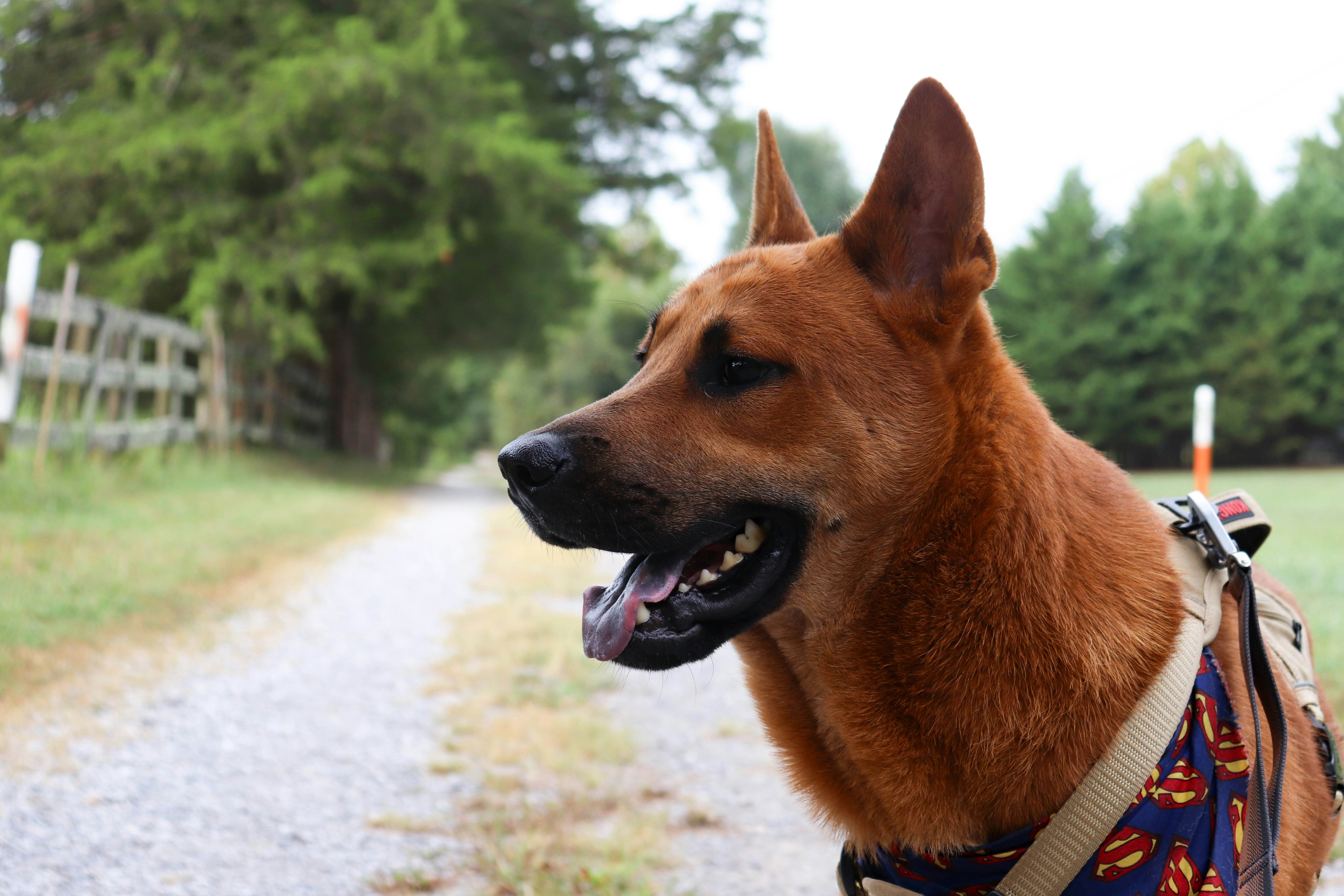 A brown dog with pointed ears wearing a patterned bandana on a gravel path