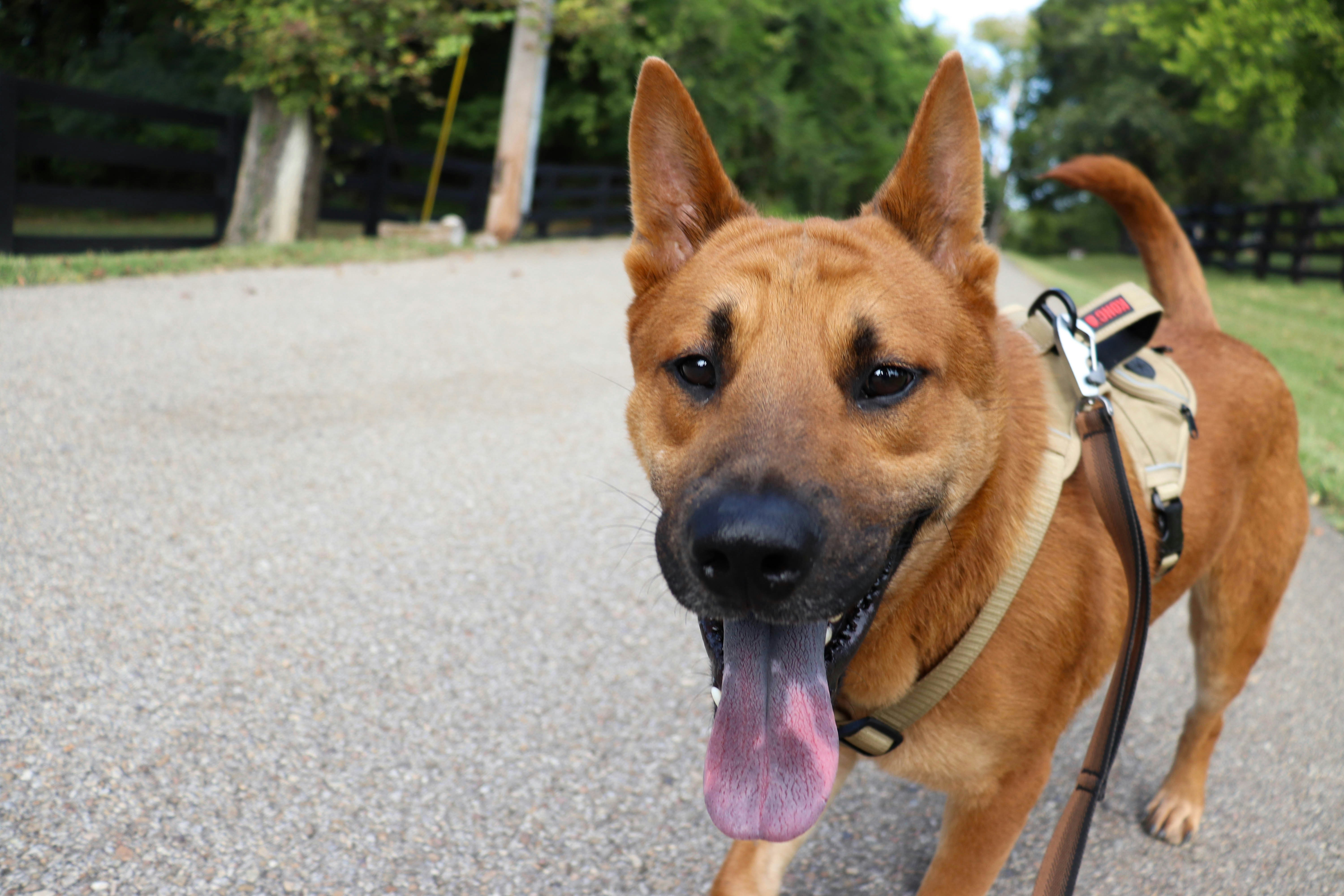 A tan dog with pointed ears and a spotted tongue wearing a harness