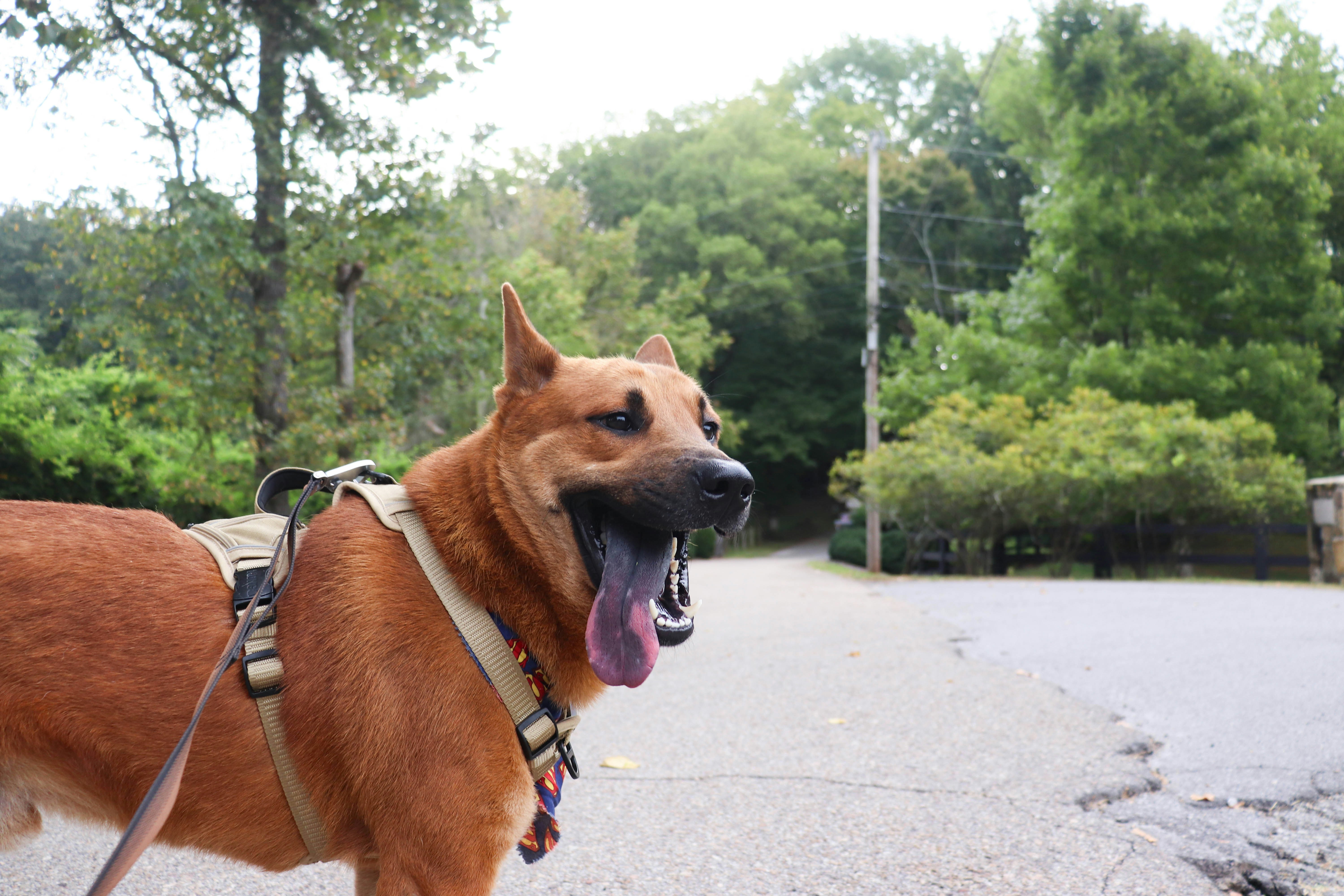Brown dog panting with its tongue out on a road outdoors in the heat