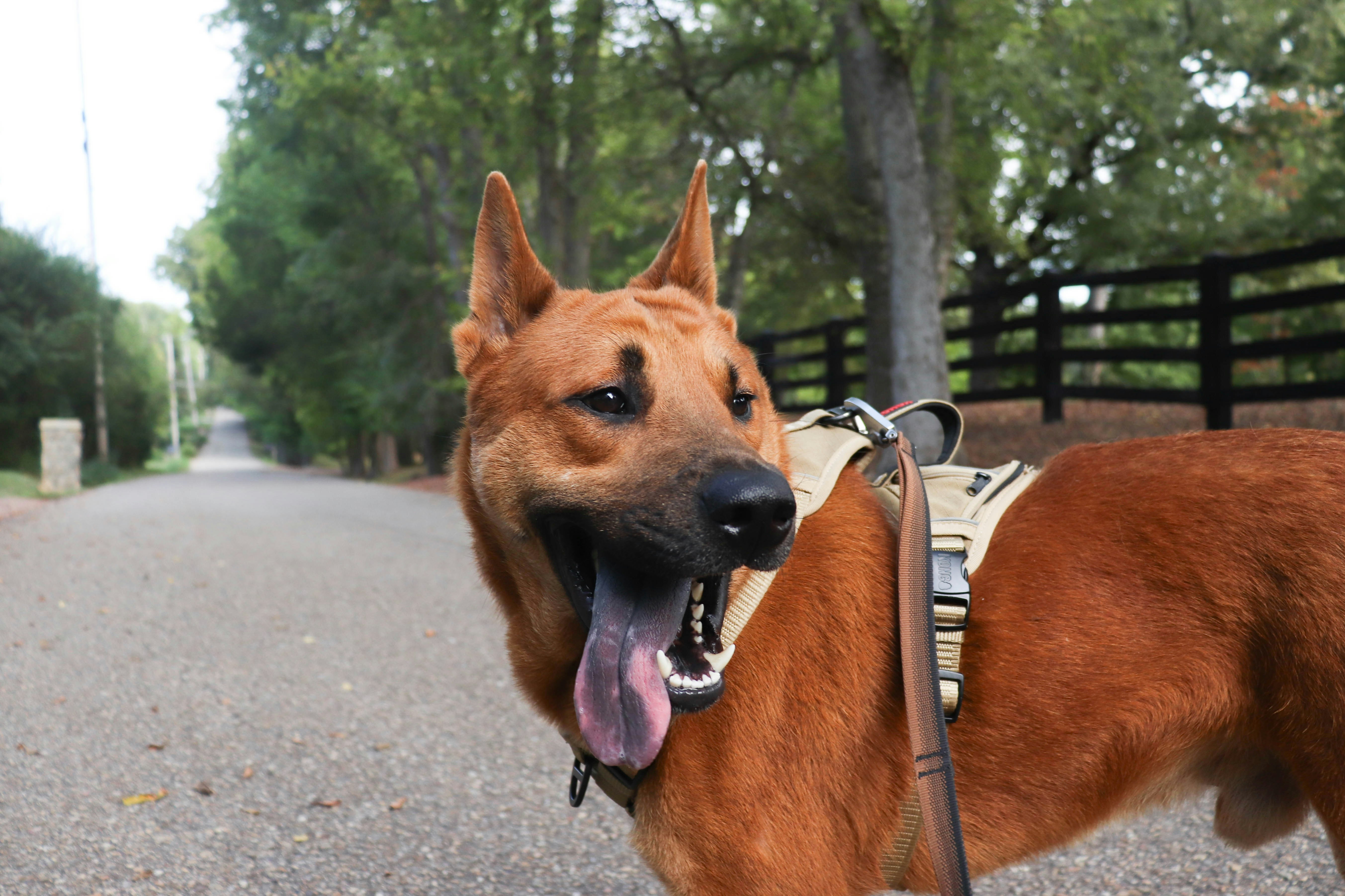 A tan dog with a harness and leash on a paved country road
