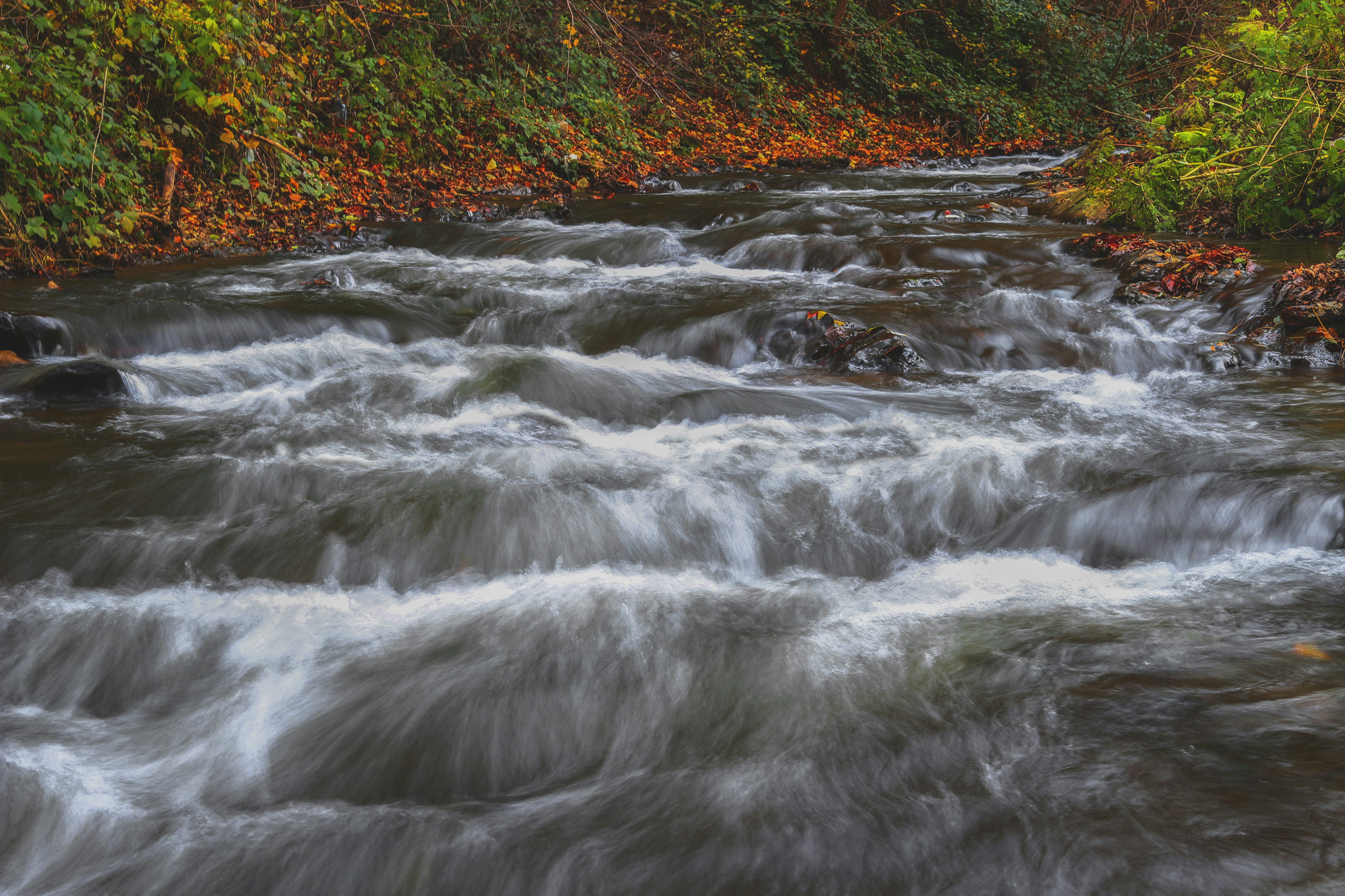 A rushing stream flowing past a bank covered in fallen autumn leaves