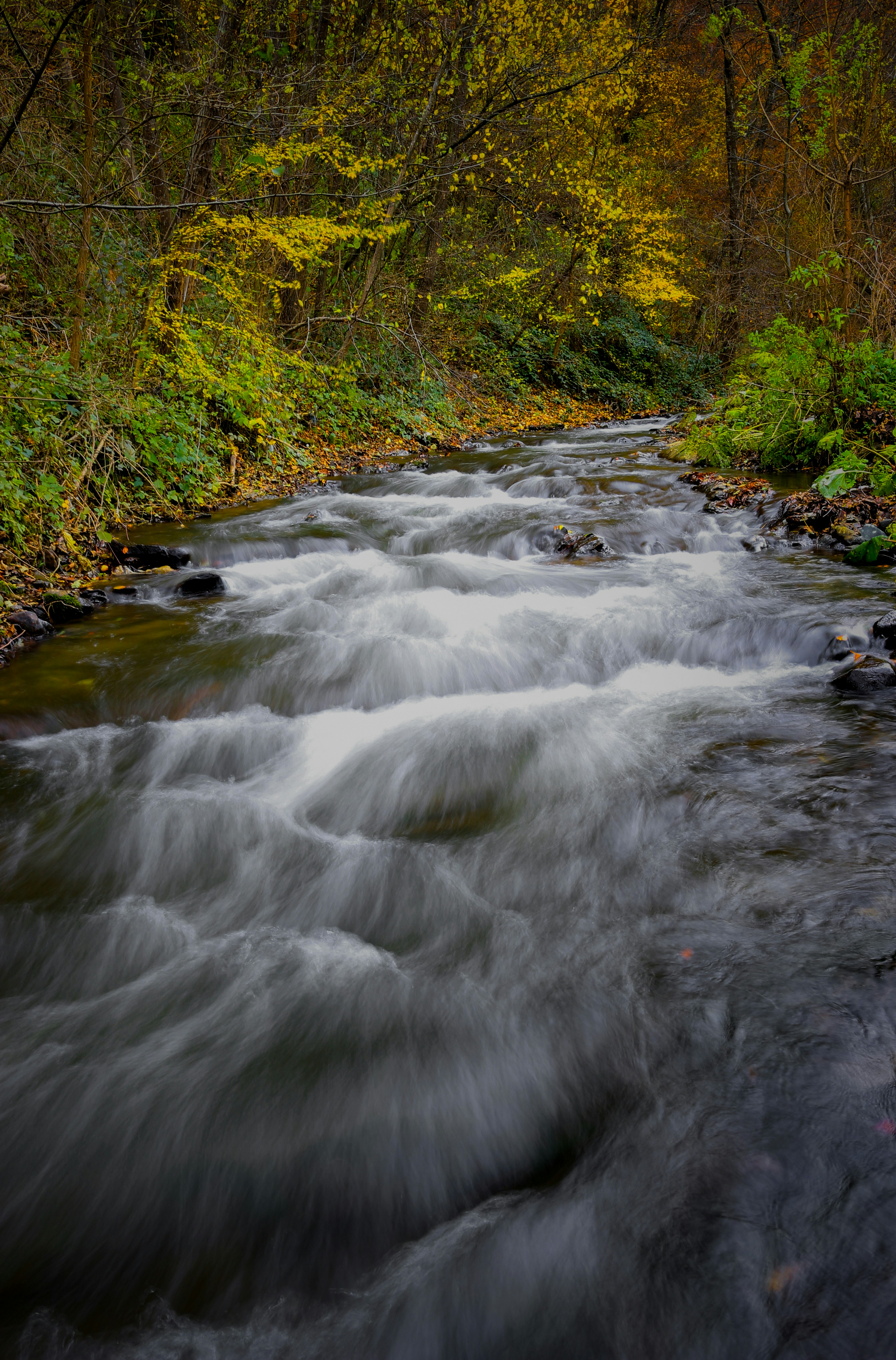 A rushing stream flowing through a forest with yellow autumn leaves