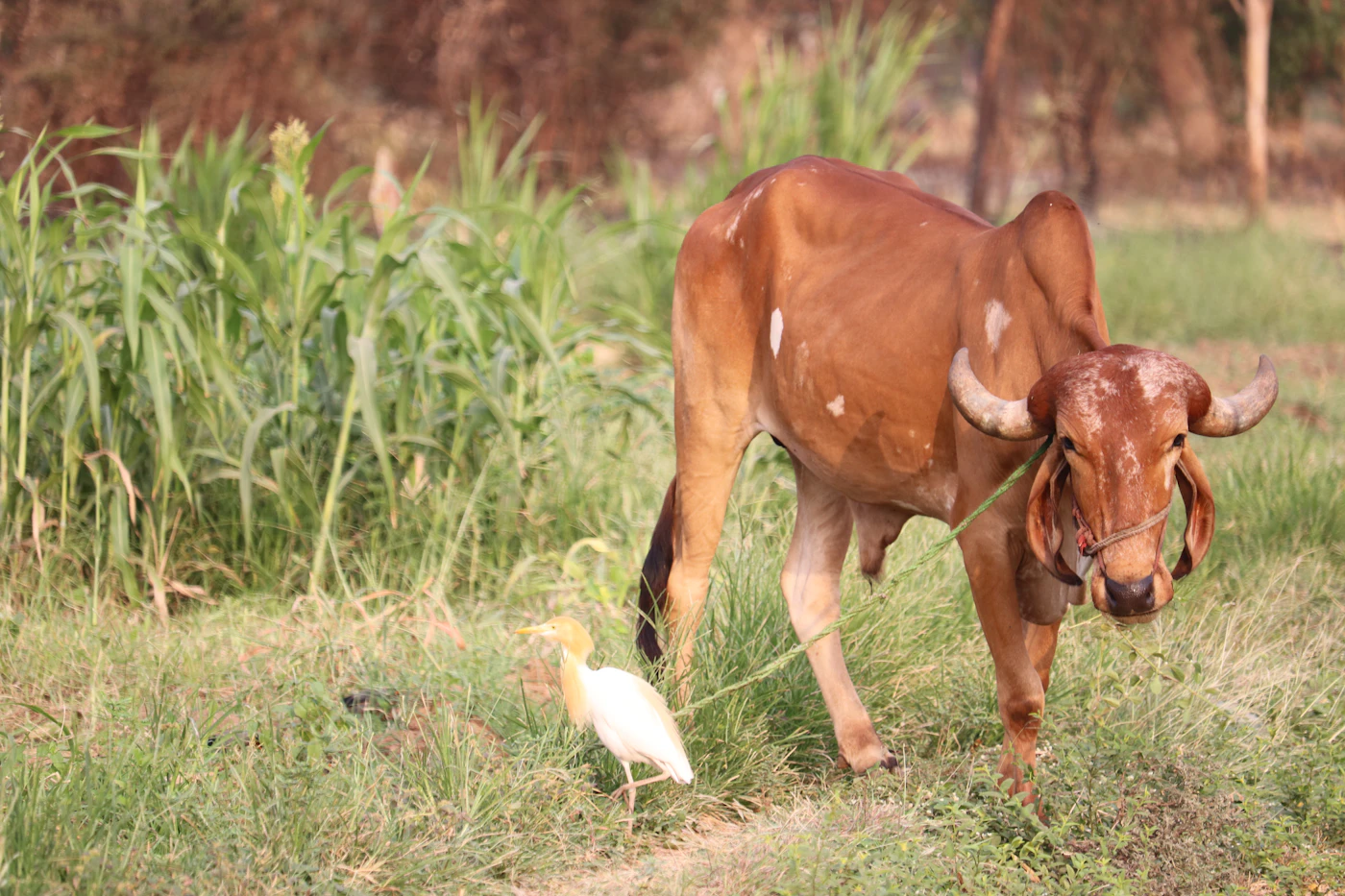Healthy indigenous cow grazing in pasture