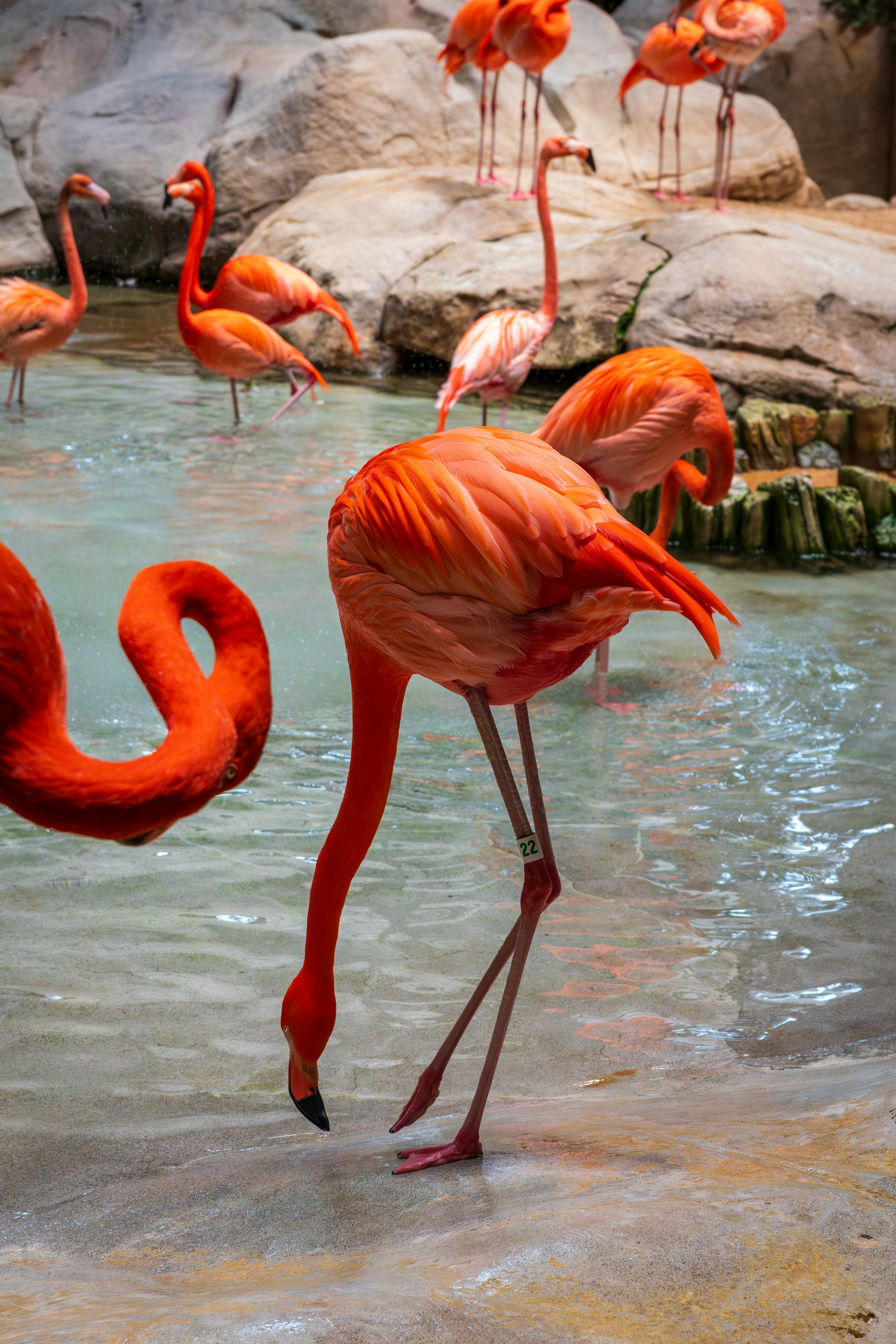 A group of bright pink flamingos wading in shallow water near rocky terrain
