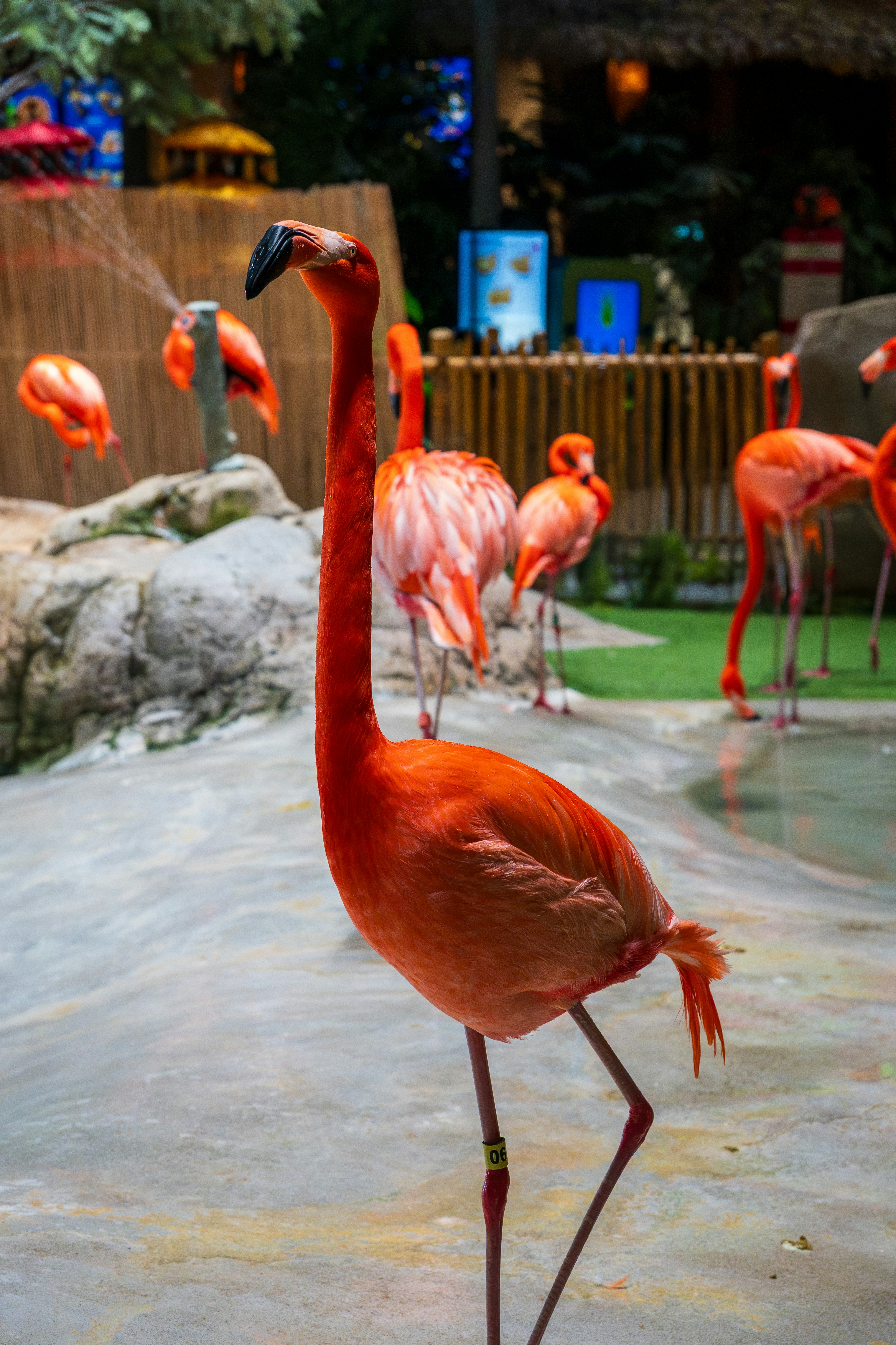 A bright orange flamingo with a leg band in a zoo enclosure