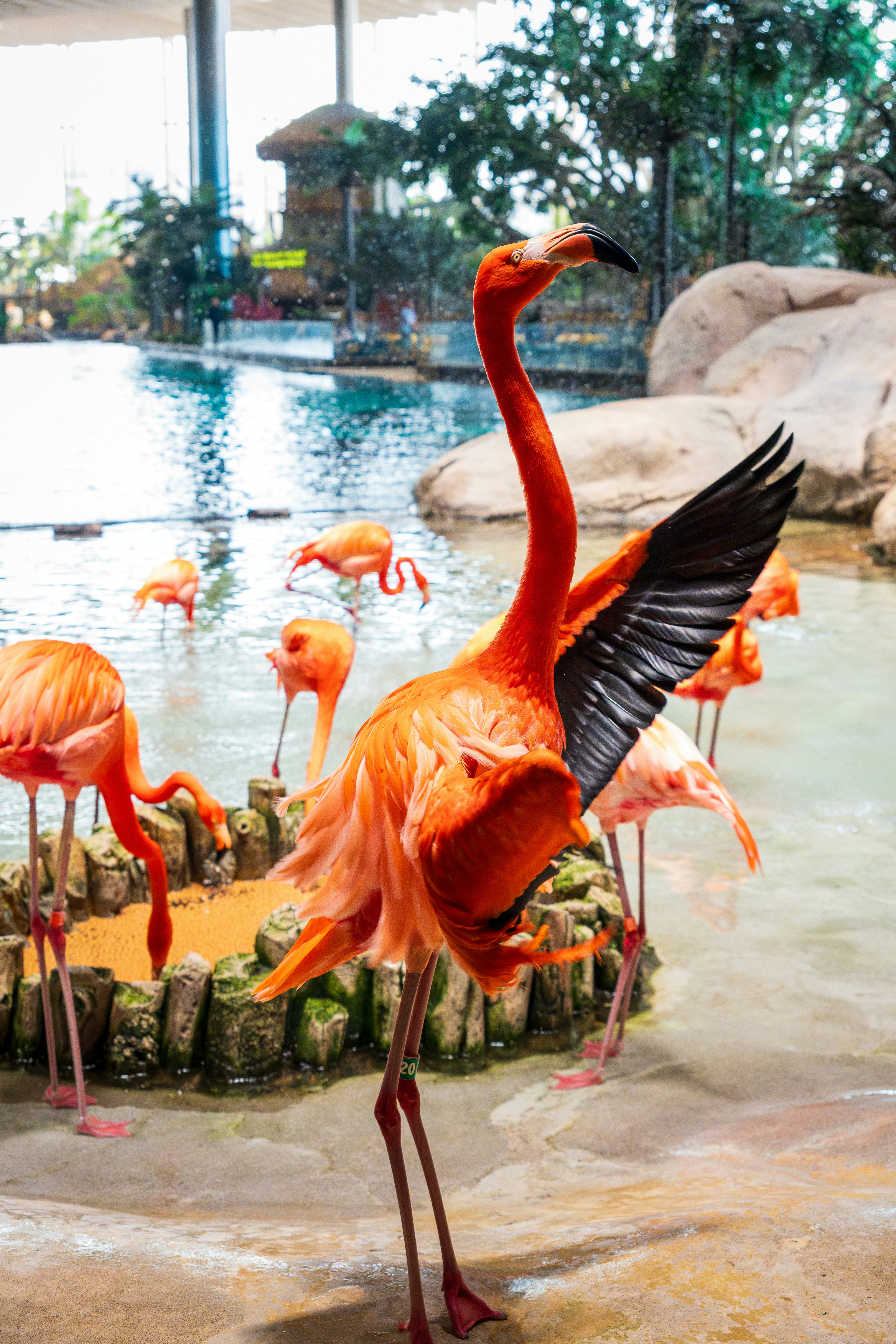 A bright orange flamingo stretching its black-tipped wings in a shallow pool