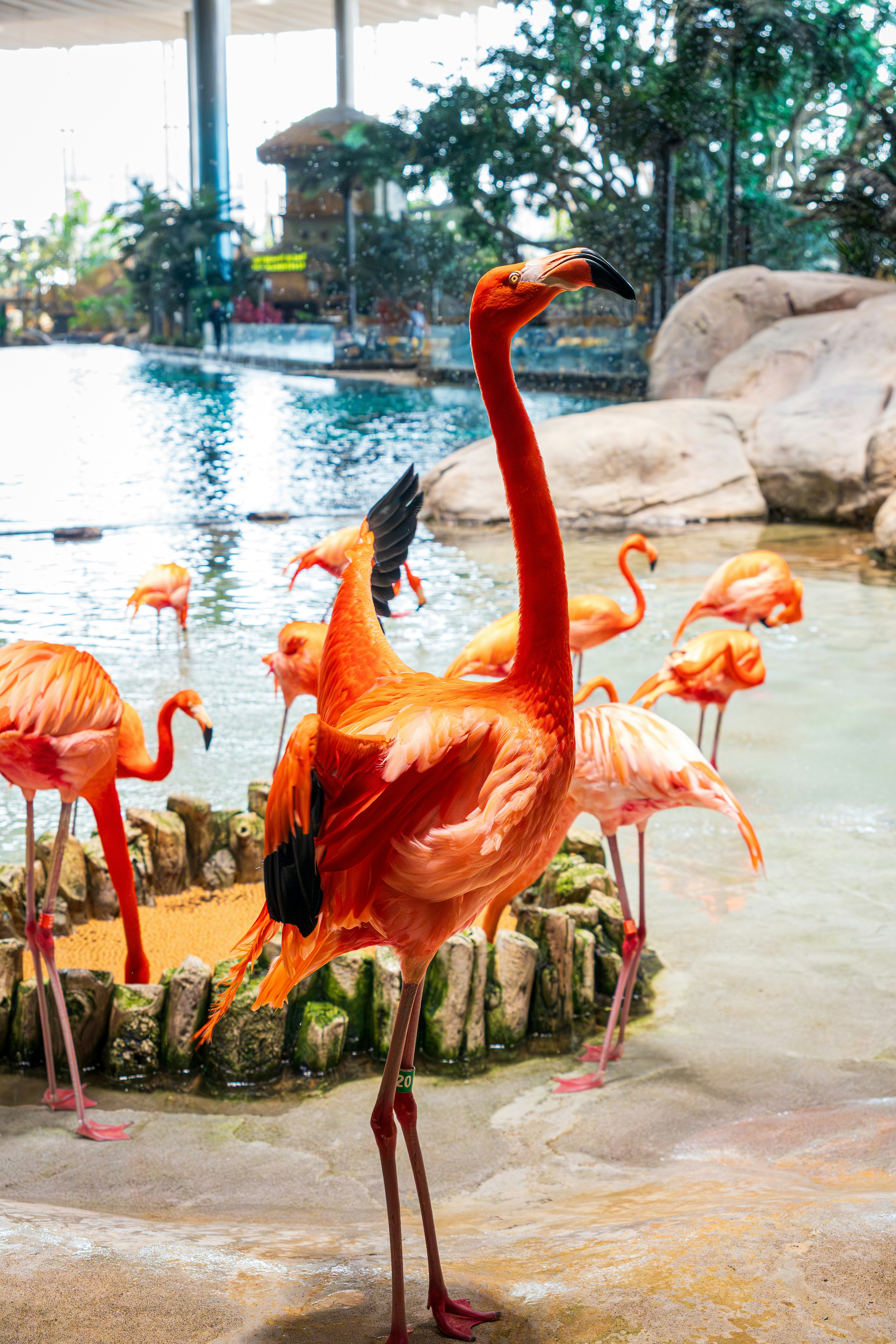 A group of bright orange flamingos in a shallow pool with rocky edges