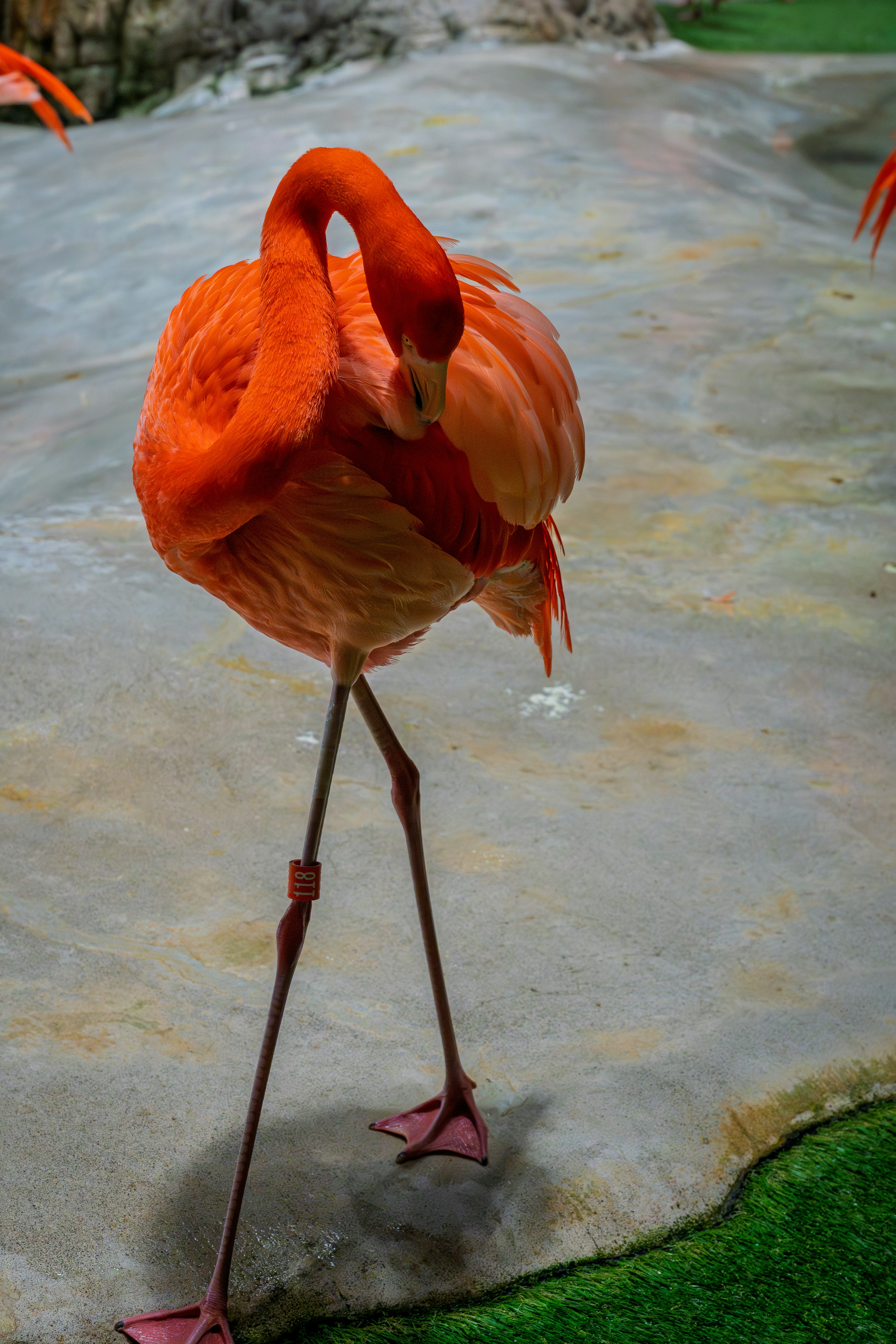 A bright orange flamingo standing on one leg on a concrete surface