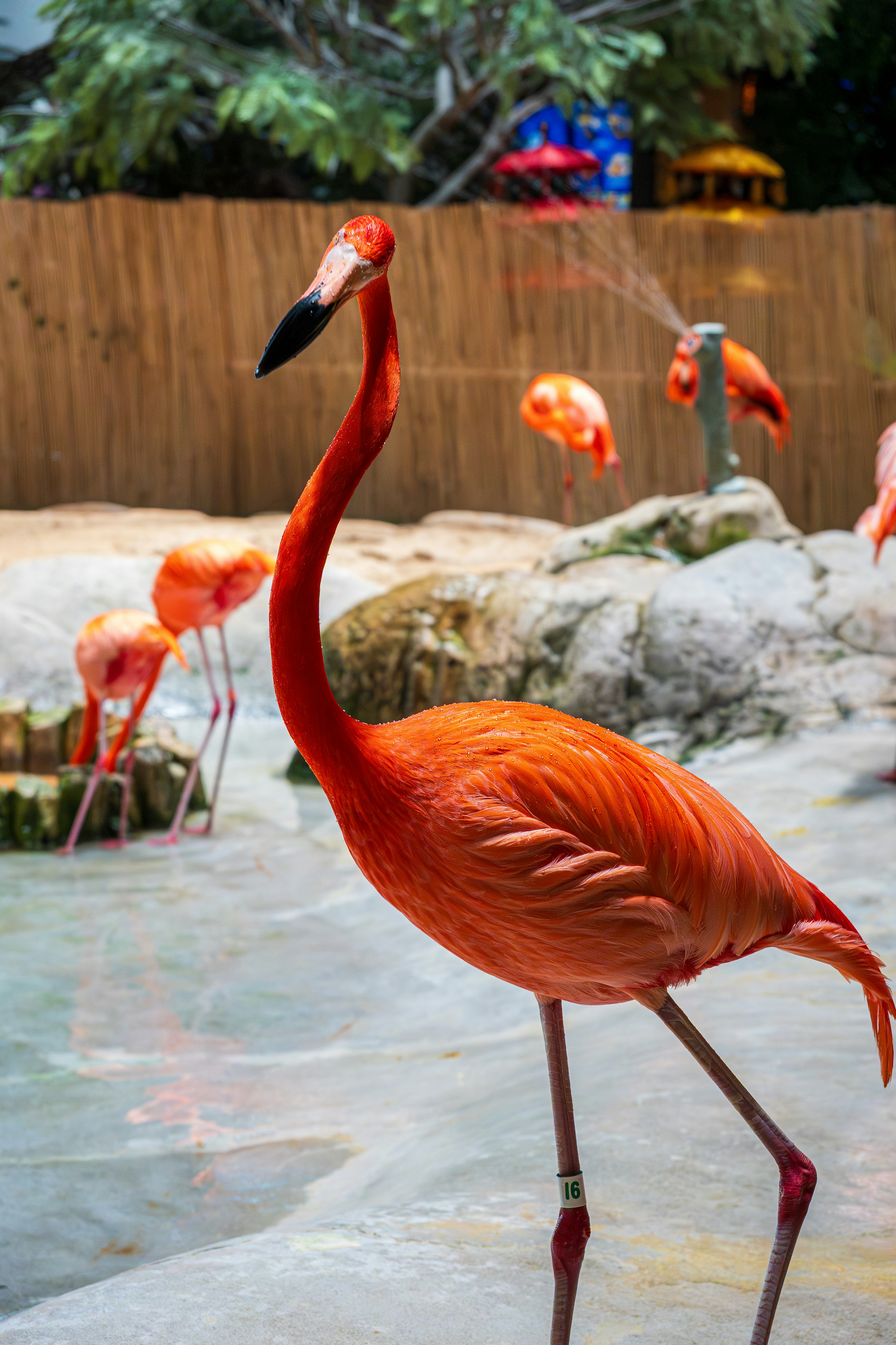 A bright orange flamingo with a leg band in a shallow pool