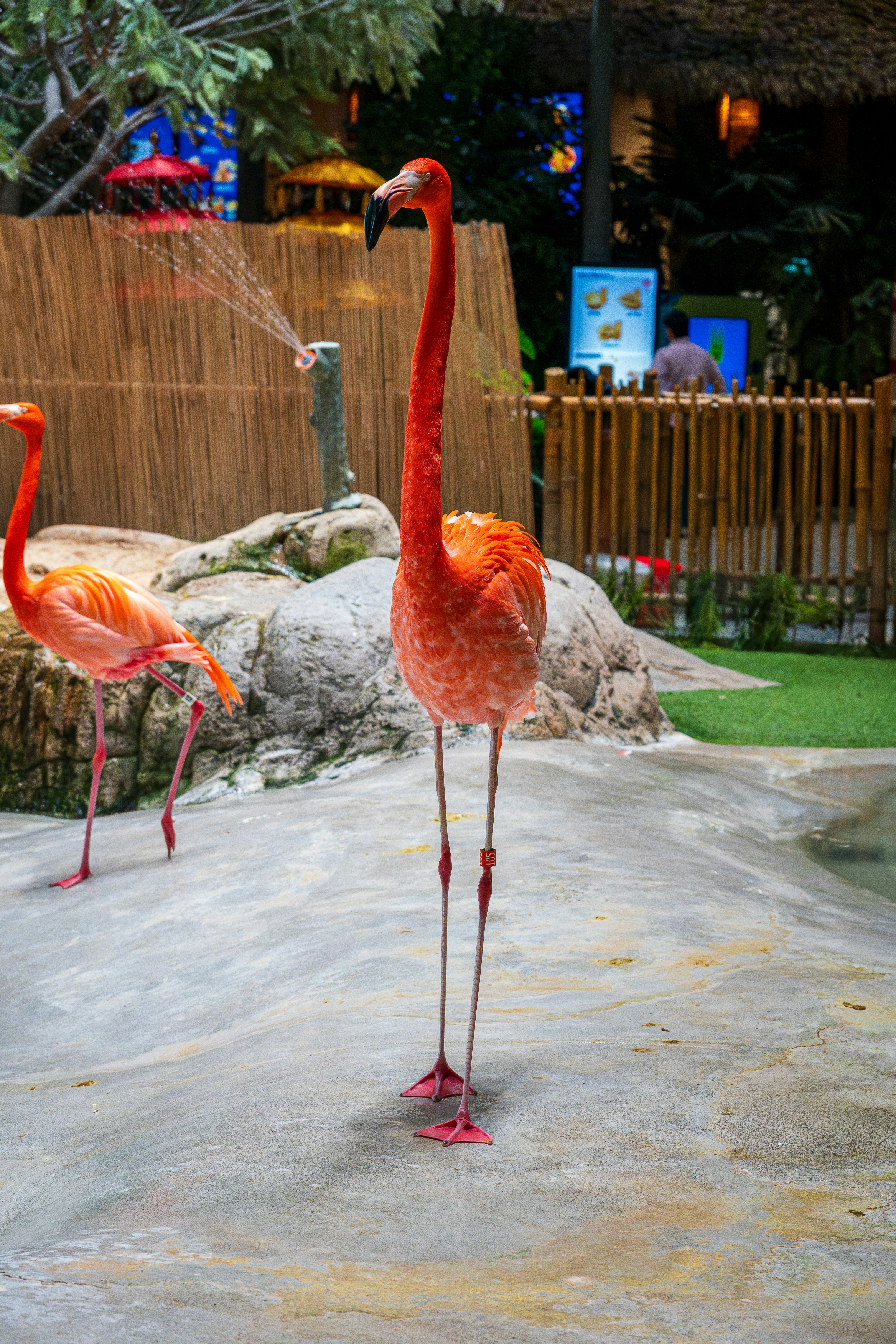 Two bright orange flamingos on a concrete surface near a bamboo fence