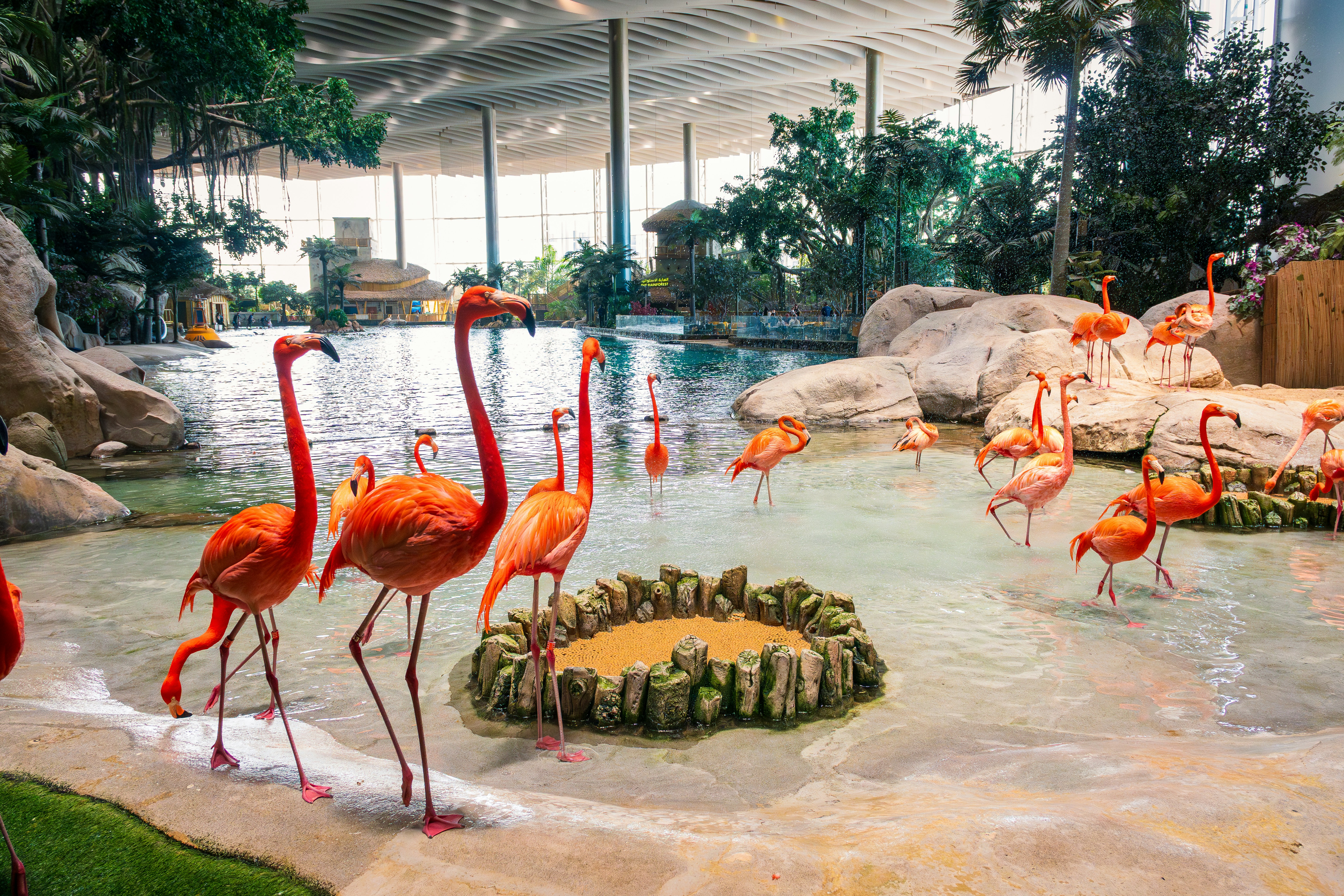 A group of bright pink flamingos wading in a shallow indoor pool