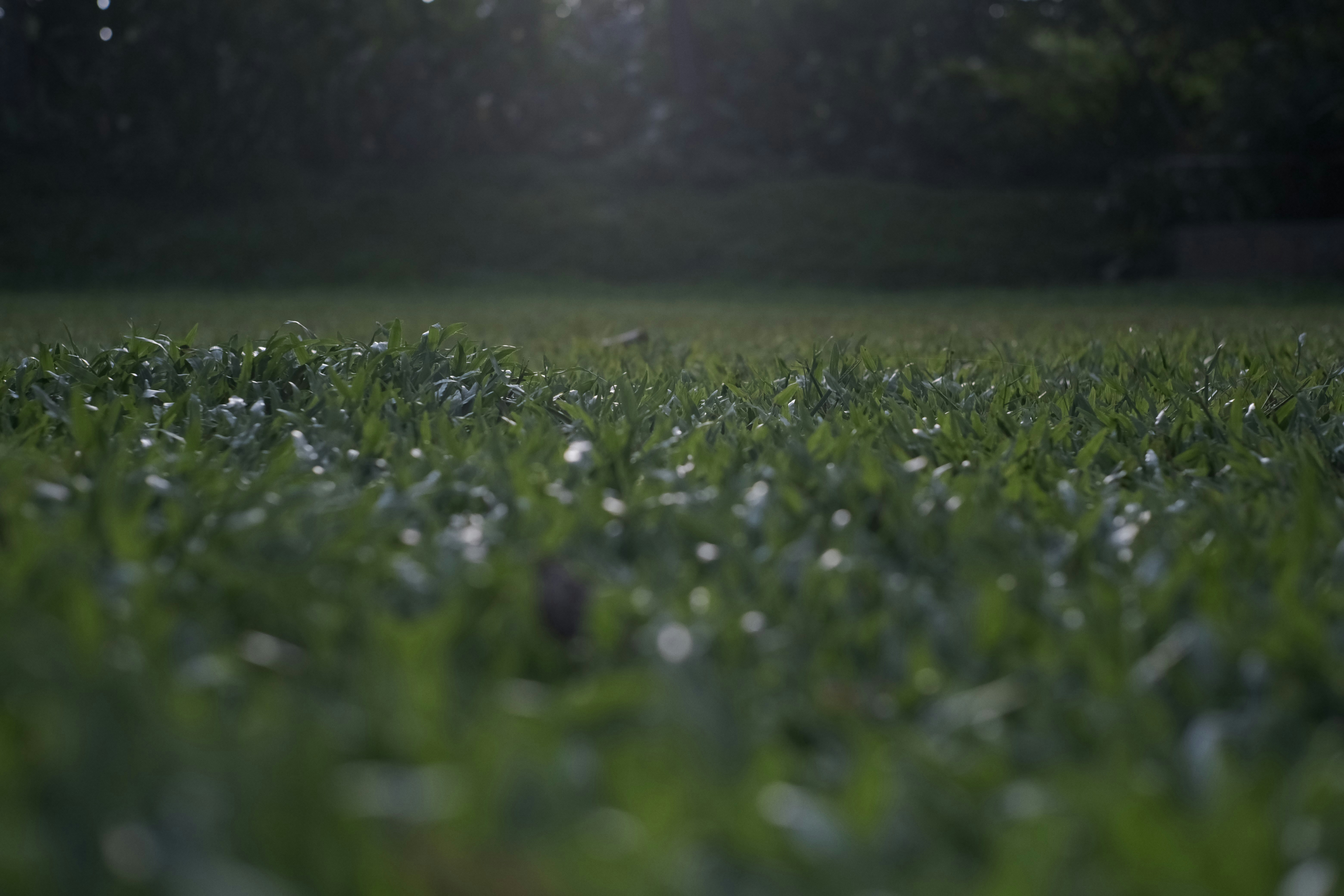 A close-up of green grass in a field under soft low light