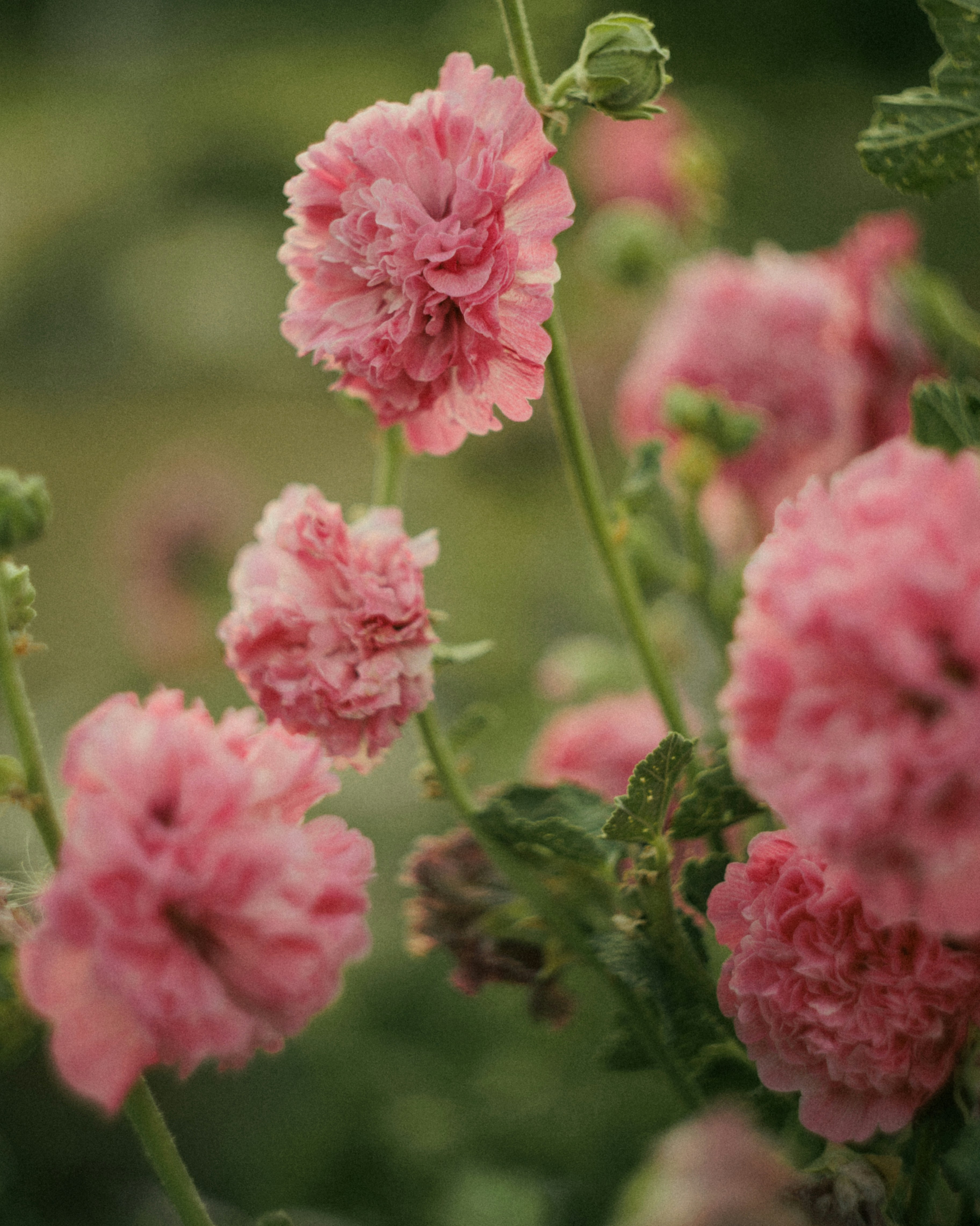 Clusters of ruffled pink hollyhock flowers on tall green stems in a garden