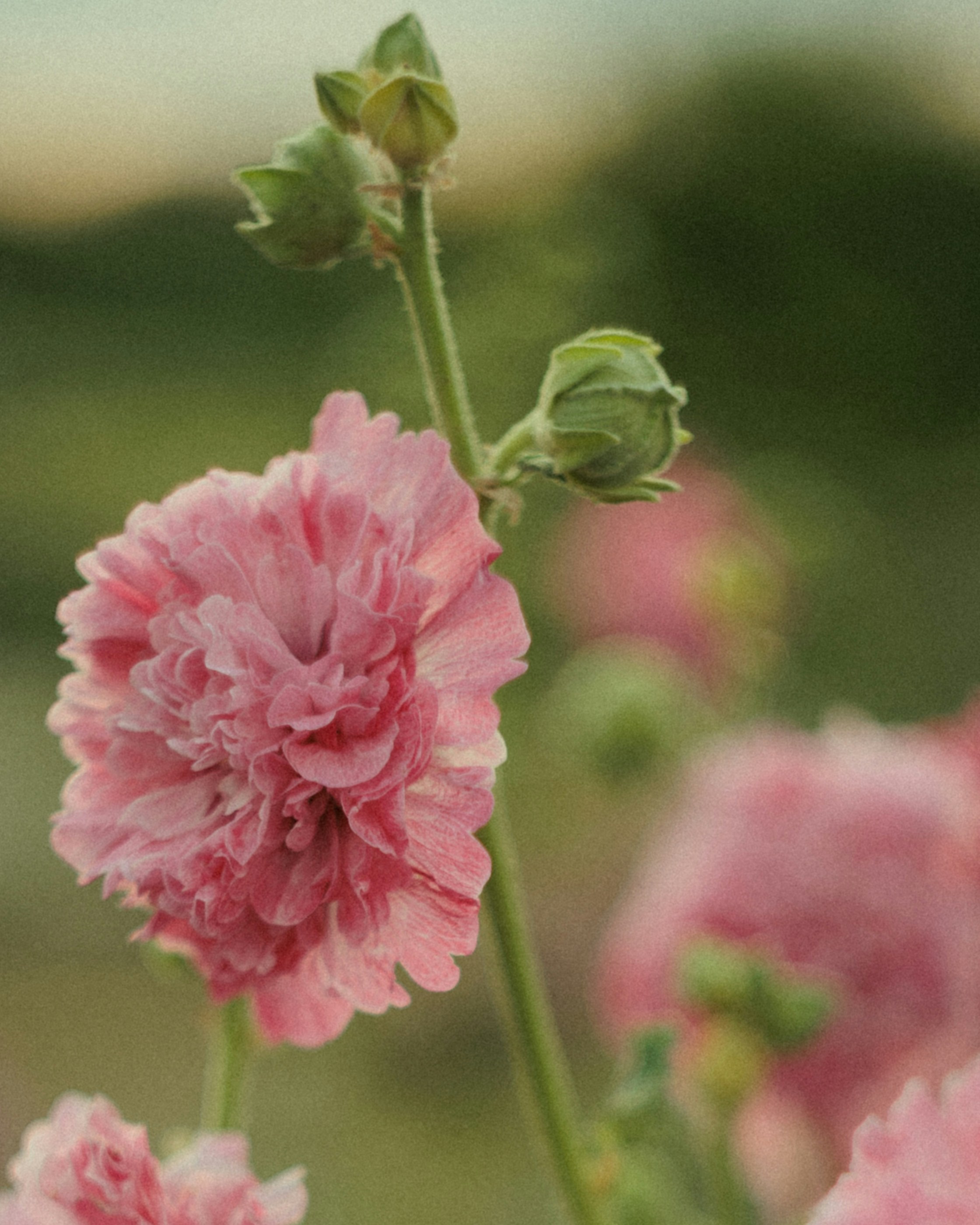 A ruffled pink hollyhock flower with green buds on a tall stem