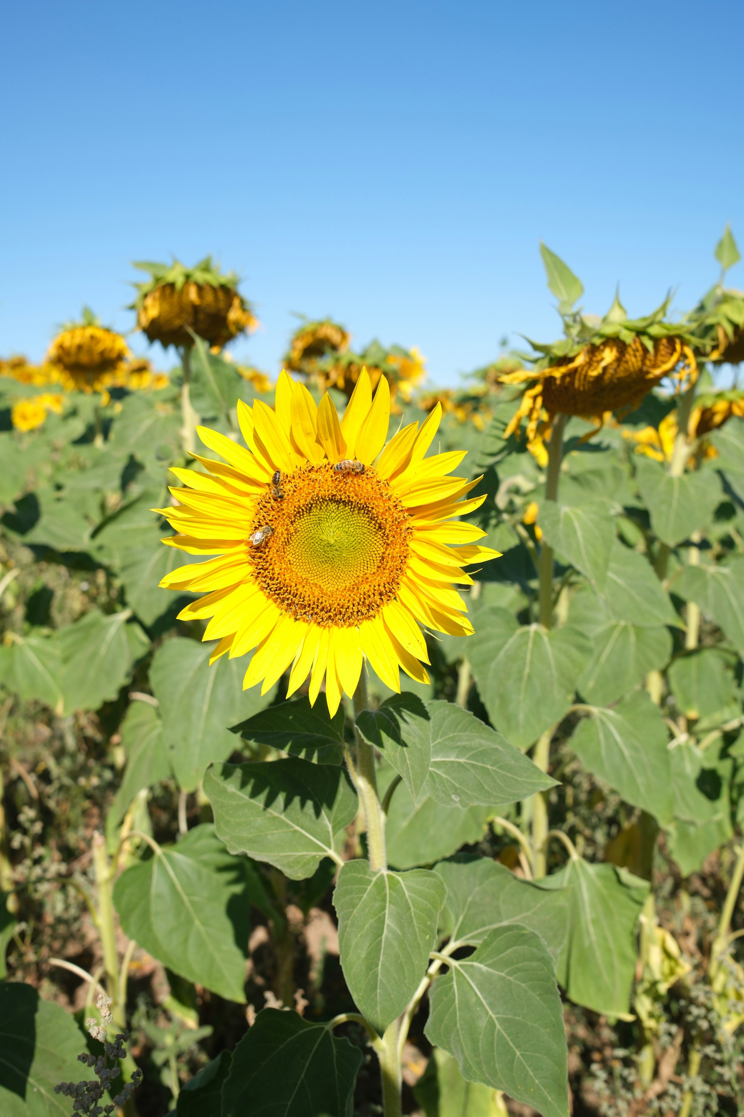 A bright yellow sunflower with bees in a field under a clear blue sky