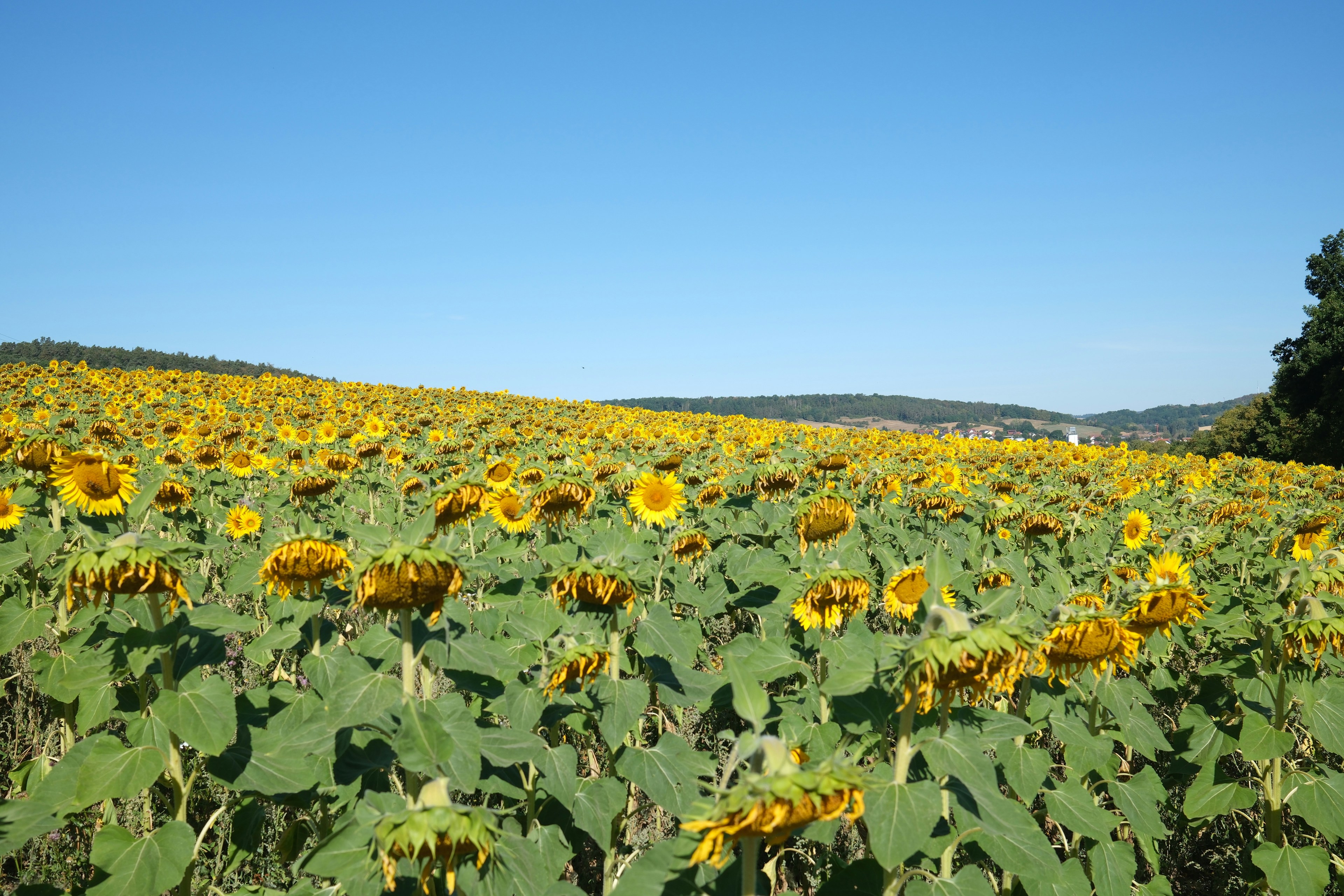 A vast field of sunflowers under a clear blue sky