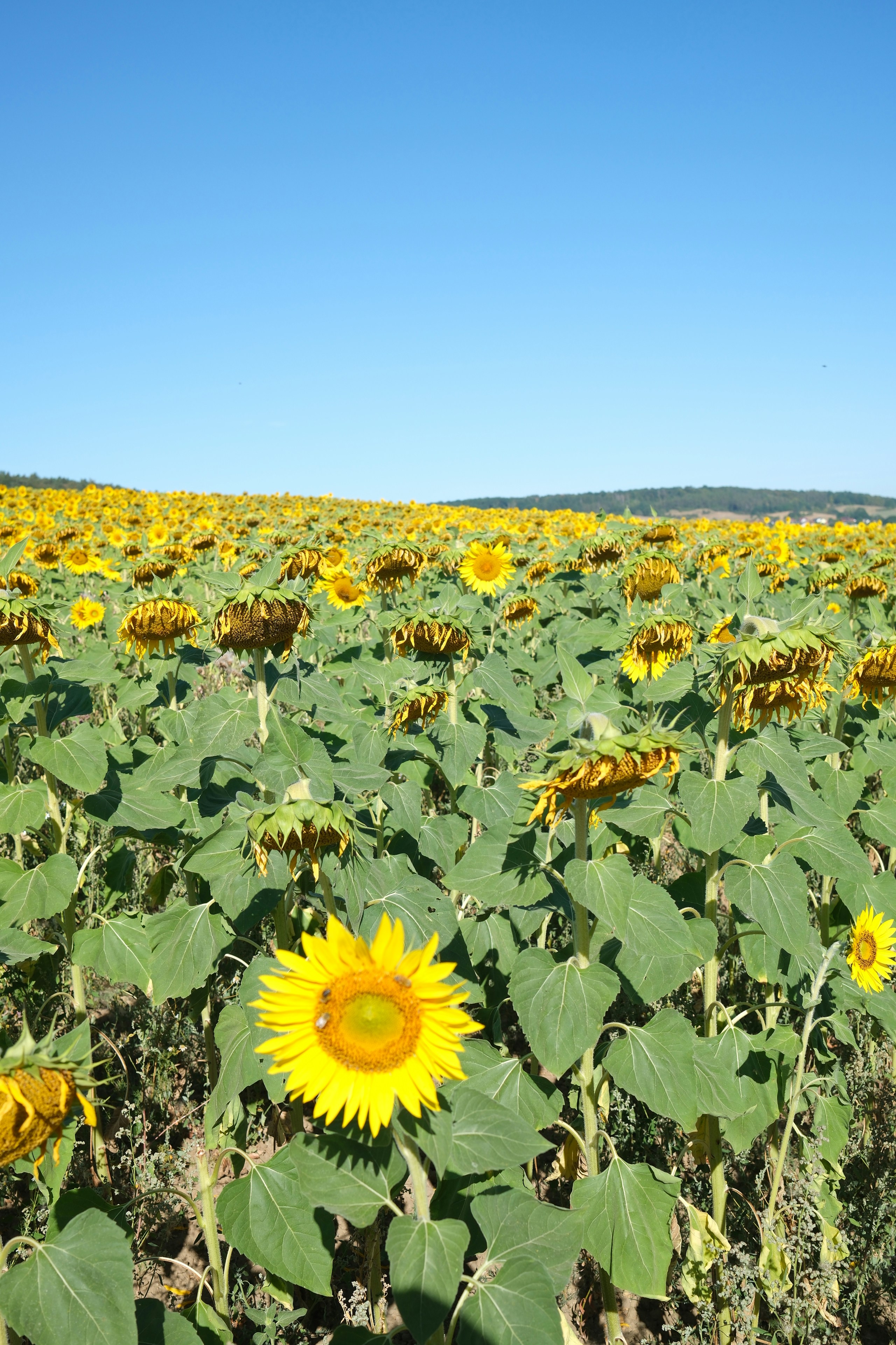 A field of sunflowers under a clear blue sky on a sunny day