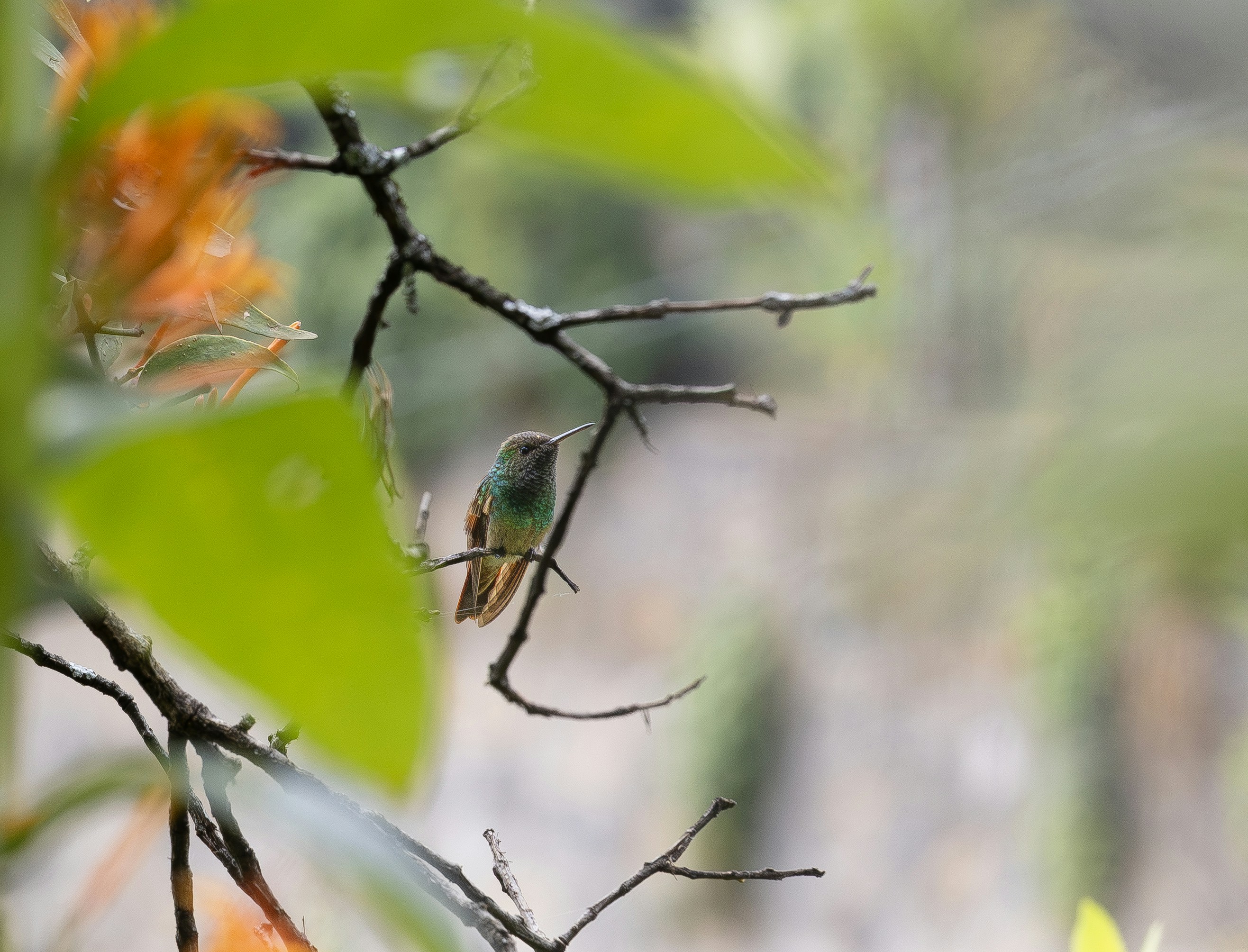 Un piccolo colibrì verde appollaiato su un ramo sottile tra fiori arancioni