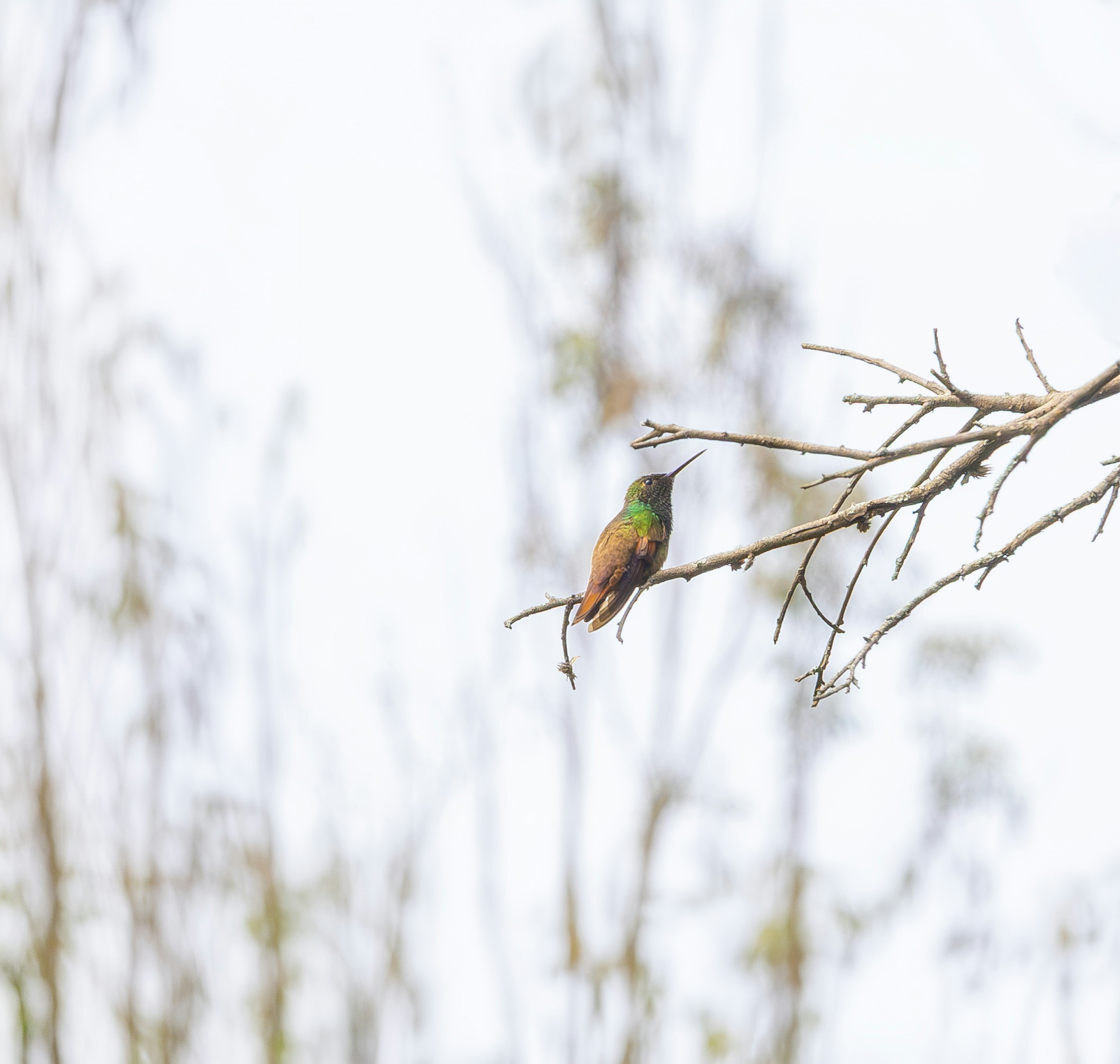 Un piccolo colibrì con piume verde iridescente e rame posato su un ramo sottile