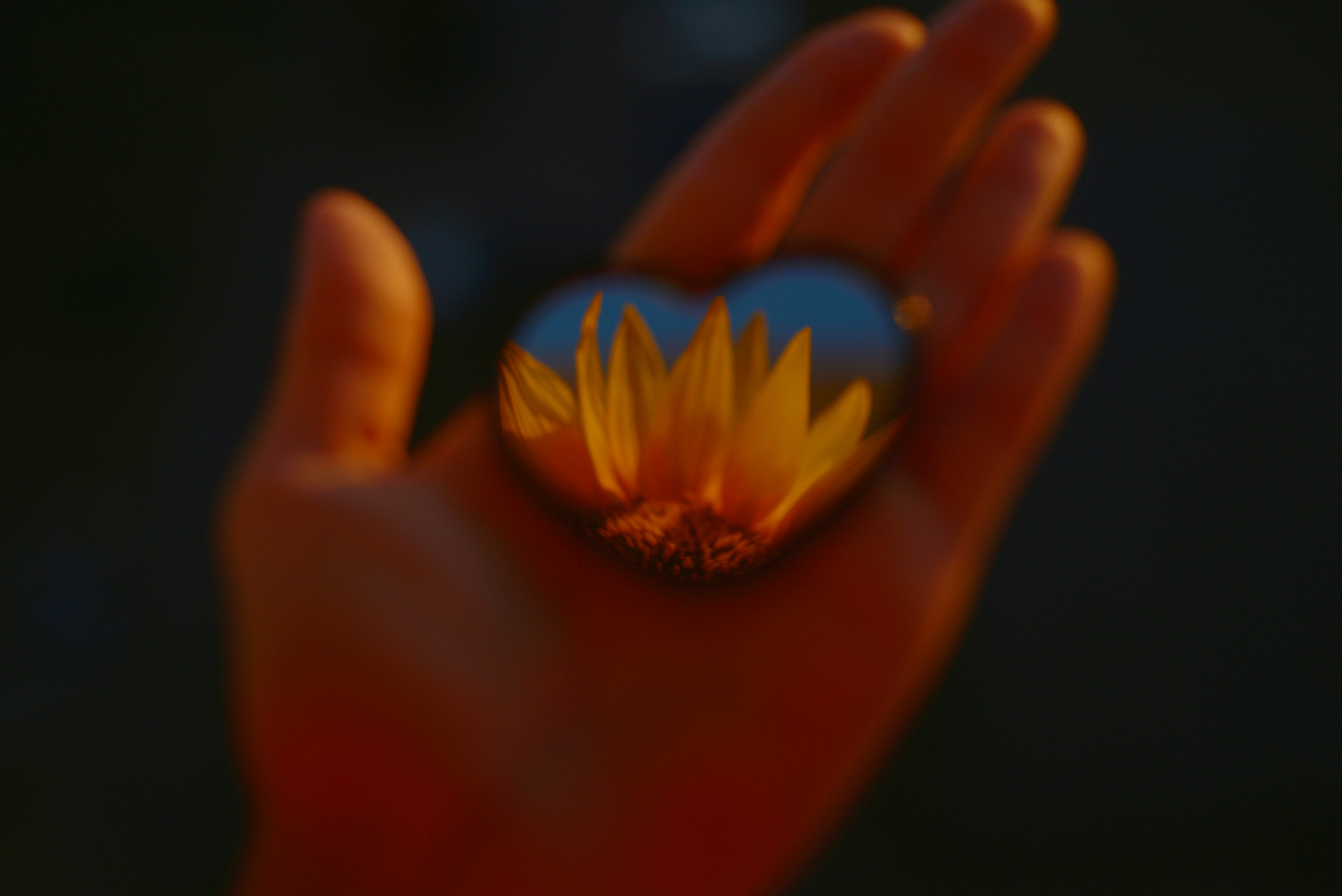 Photo of A sunflower reflected in a heart-shaped mirror held in a person's palm by Liana S