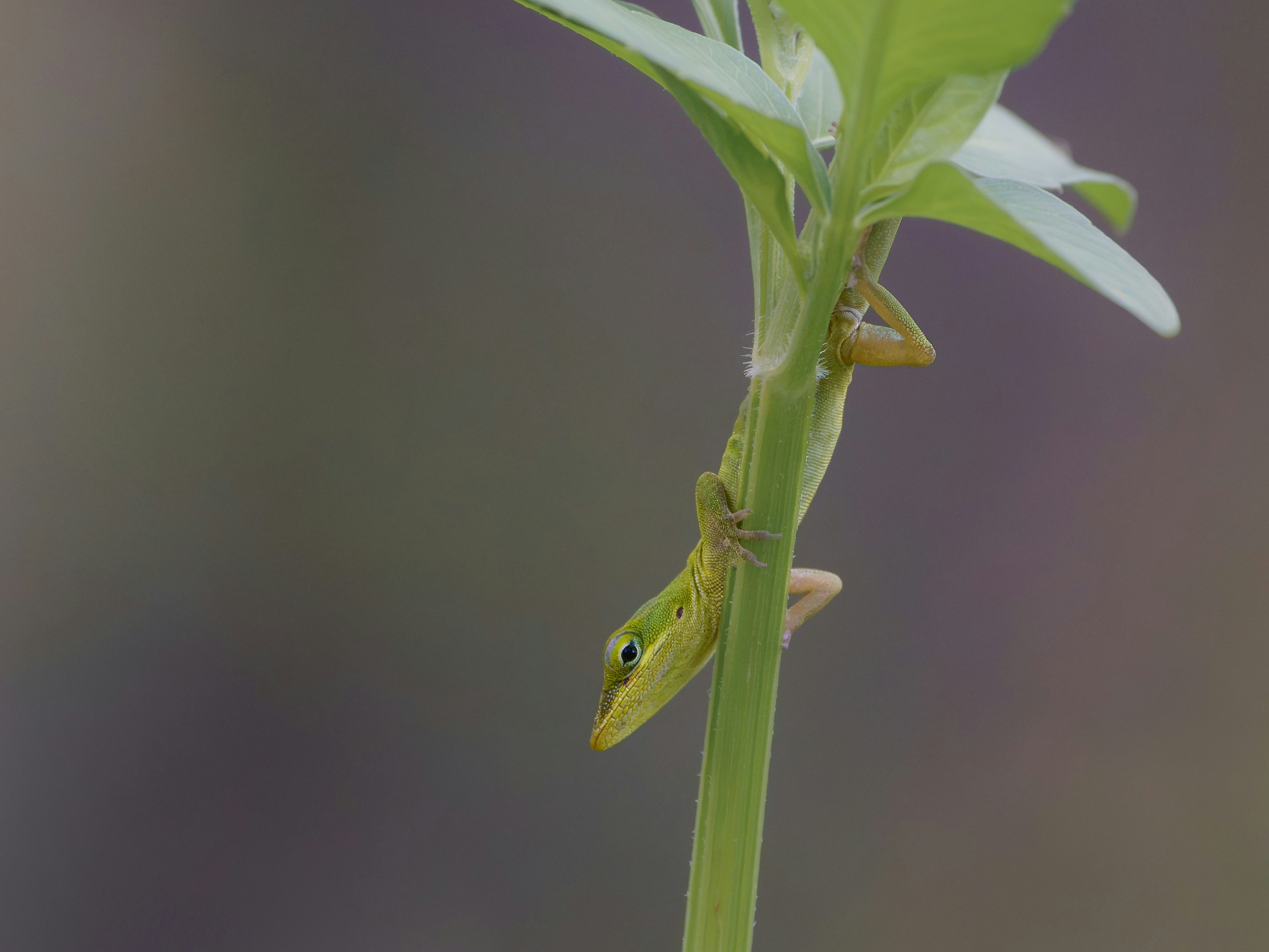 Kadal anole hijau yang menempel pada batang tanaman yang tipis