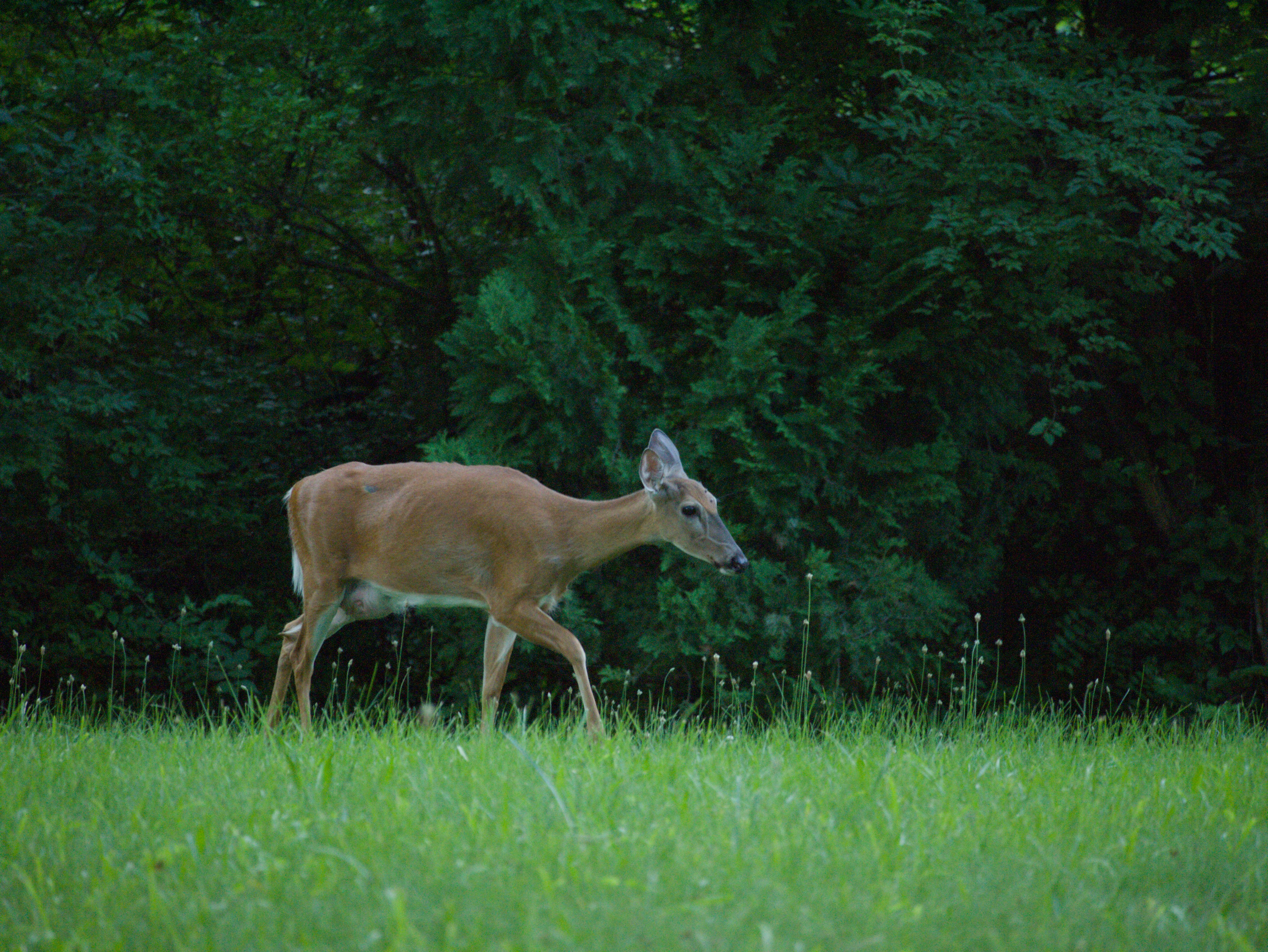 A white-tailed deer walking through a grassy field in front of dark trees