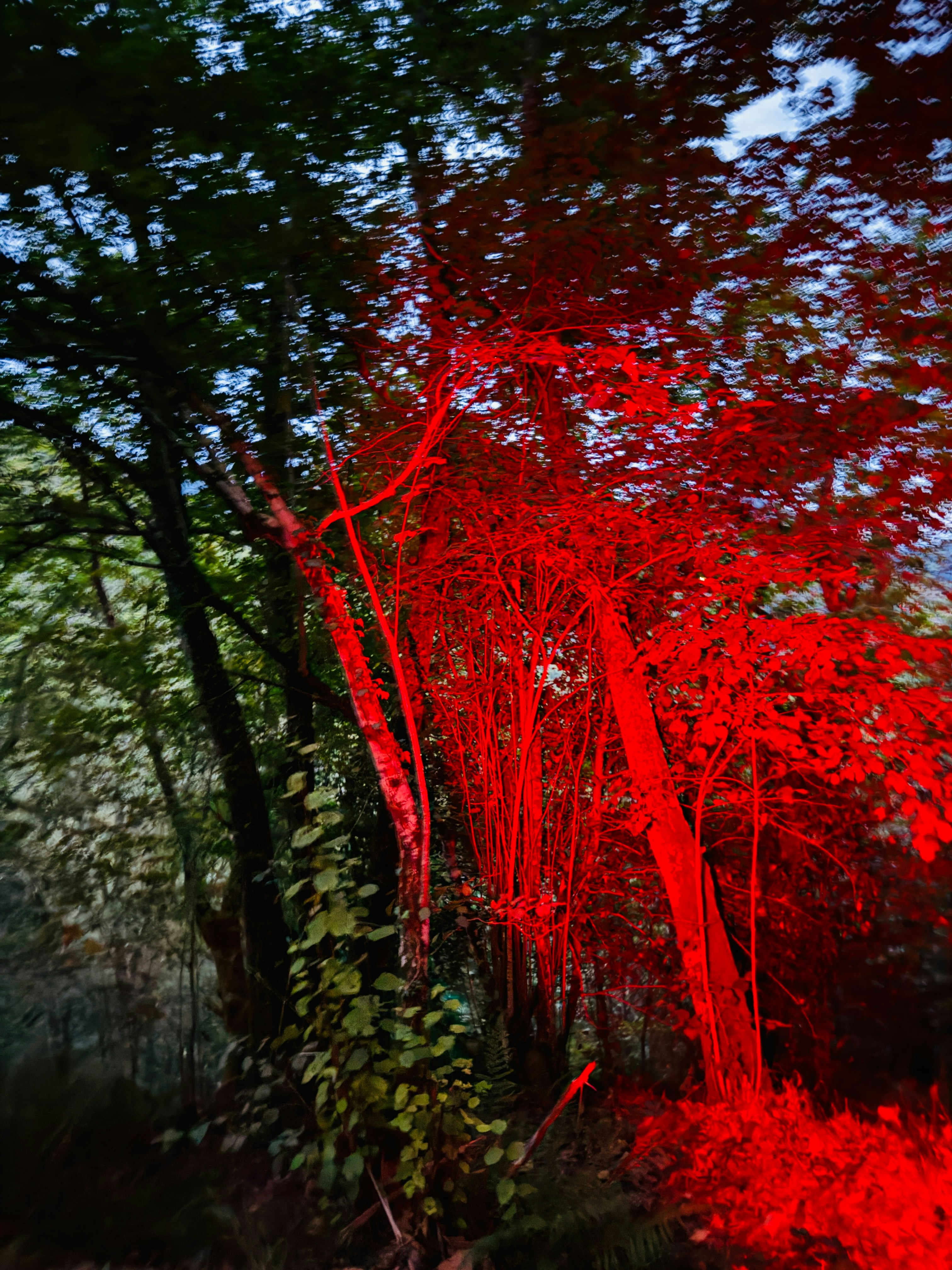 Pepohonan di hutan yang diterangi cahaya merah terang di malam hari