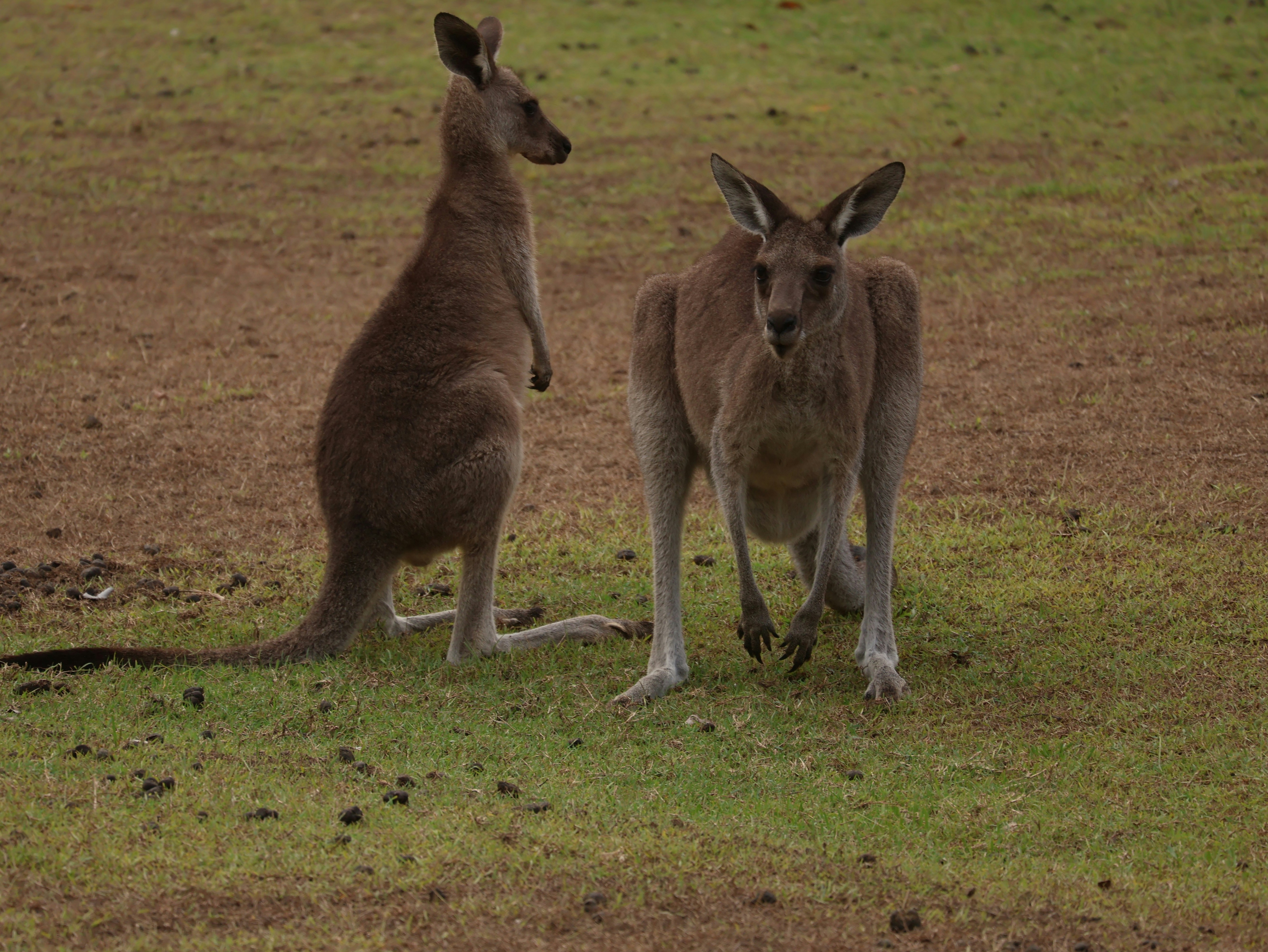 Two kangaroos on a grassy field with one facing forward and one sideways