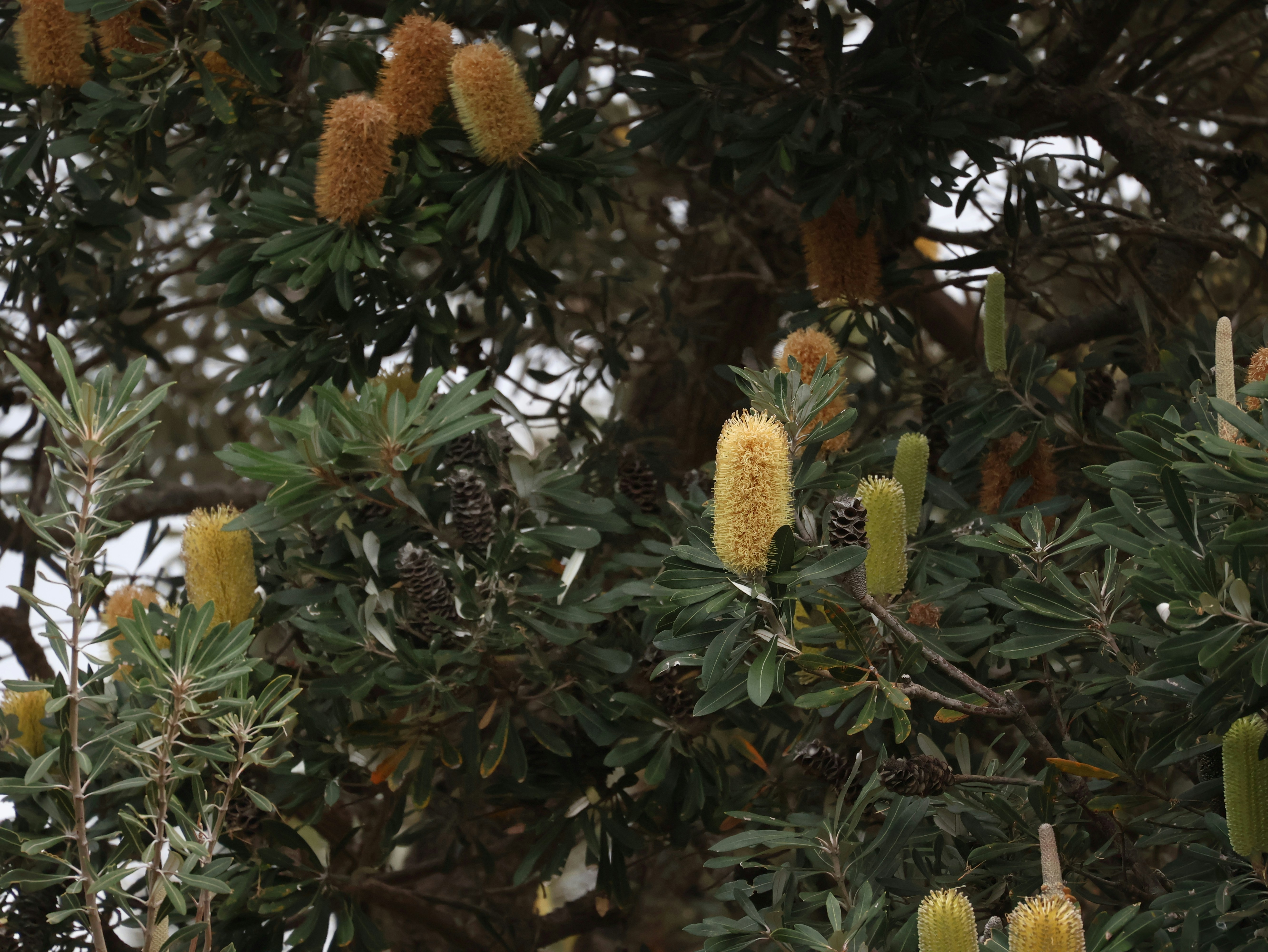Yellow banksia flowers among foliage