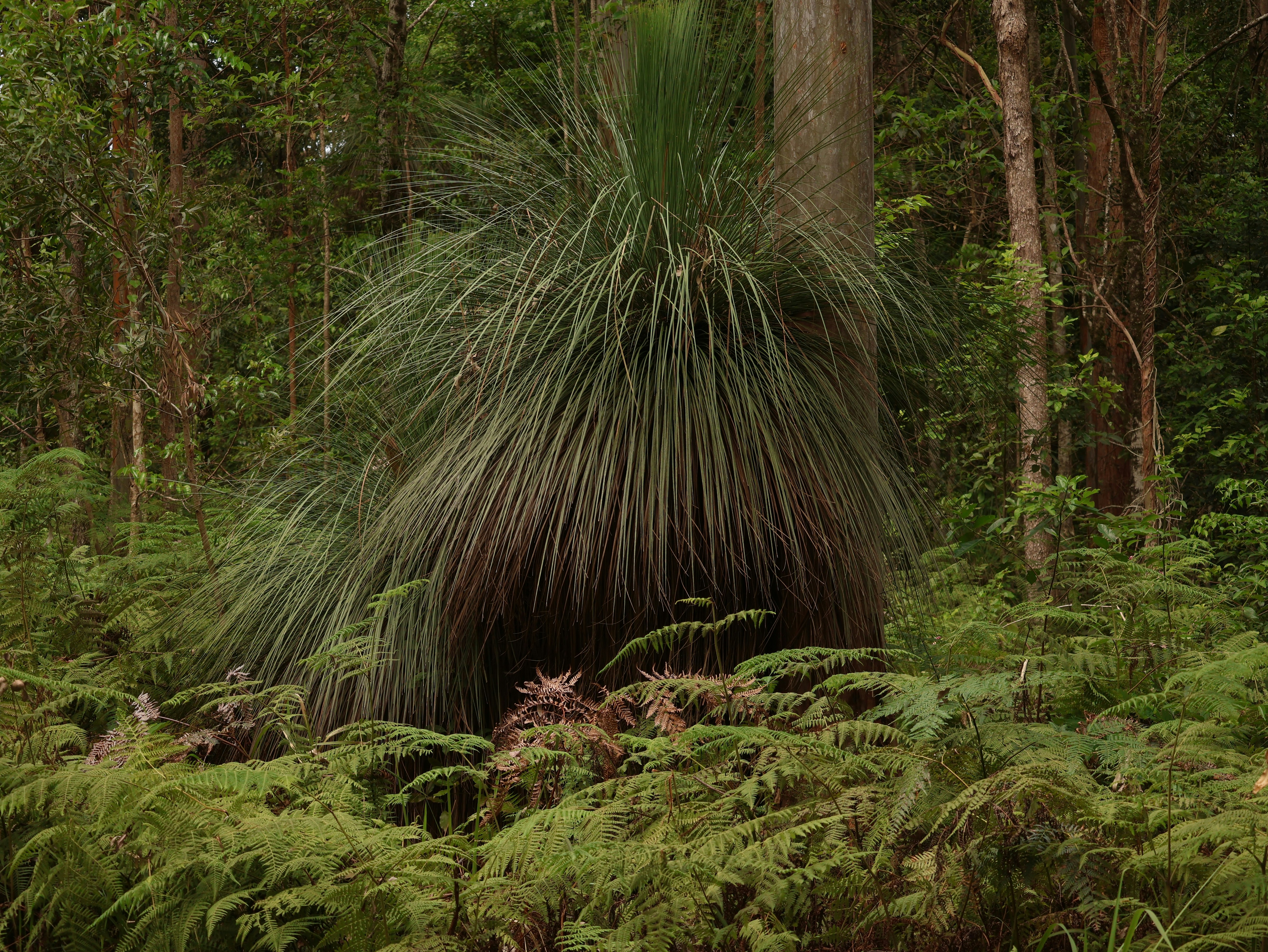 Grass tree among ferns