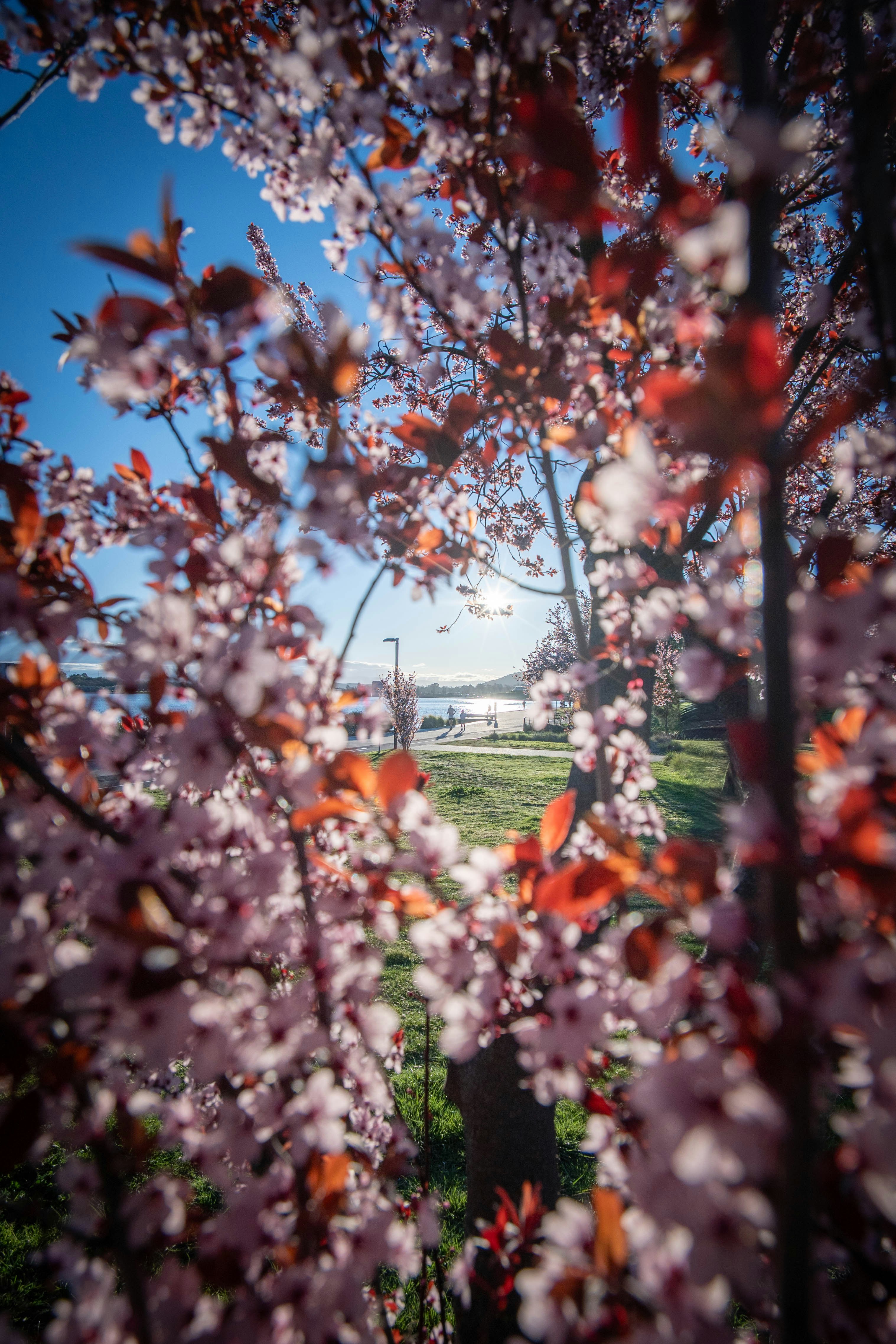 Pink cherry blossoms framing a sunlit park path with people walking near water