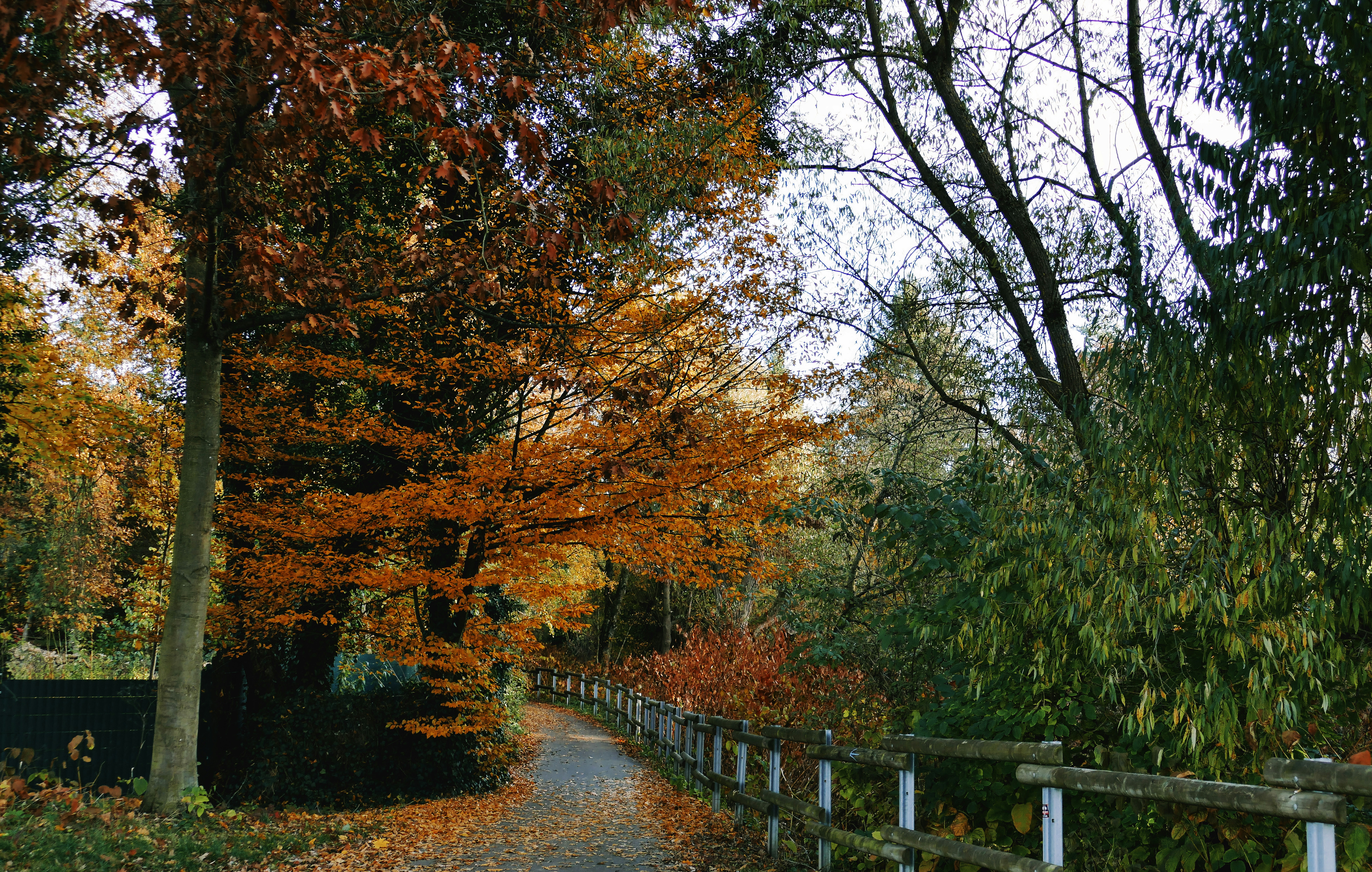Leaf-covered path winding beside a fence