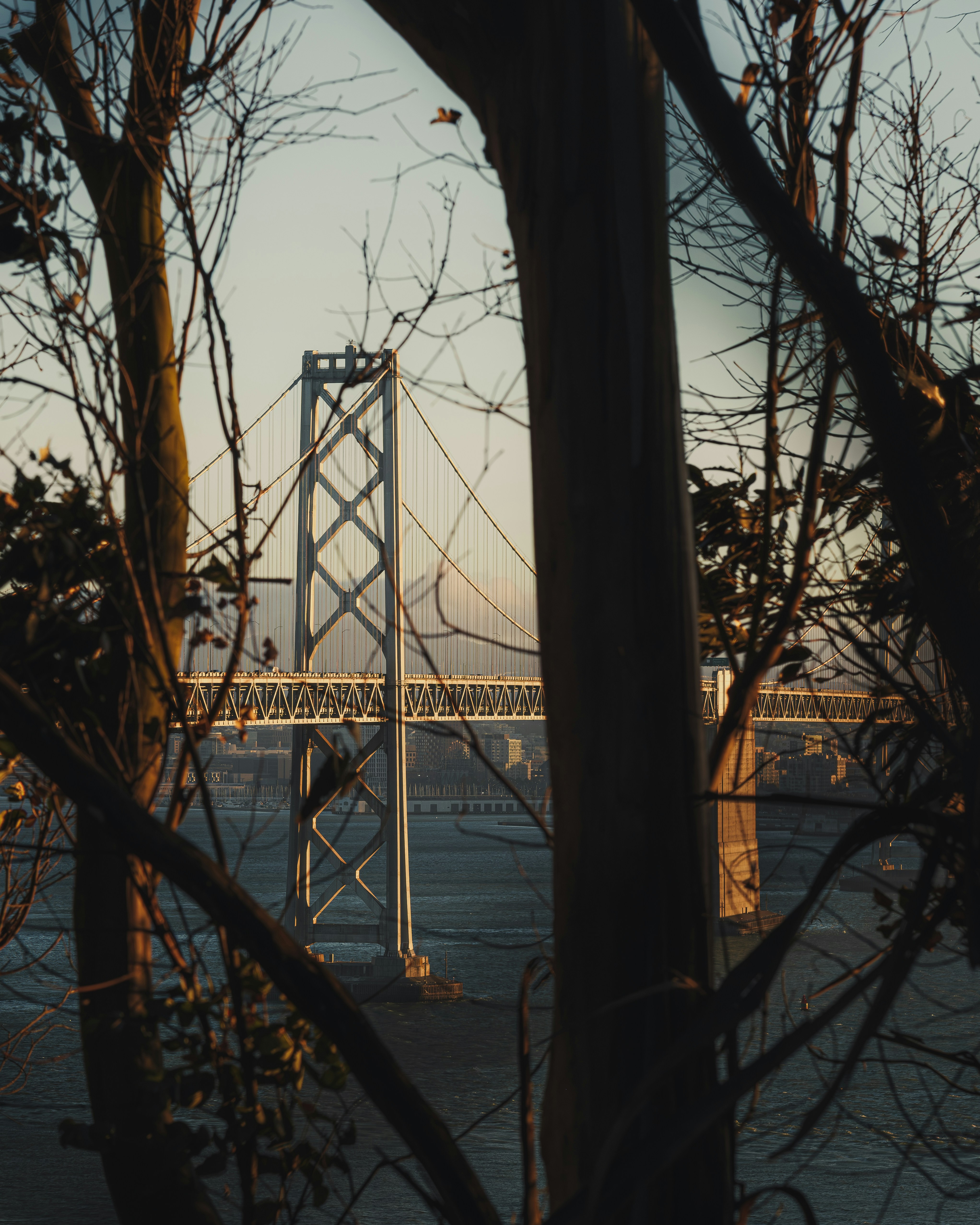 The Bay Bridge framed by silhouetted tree branches in San Francisco