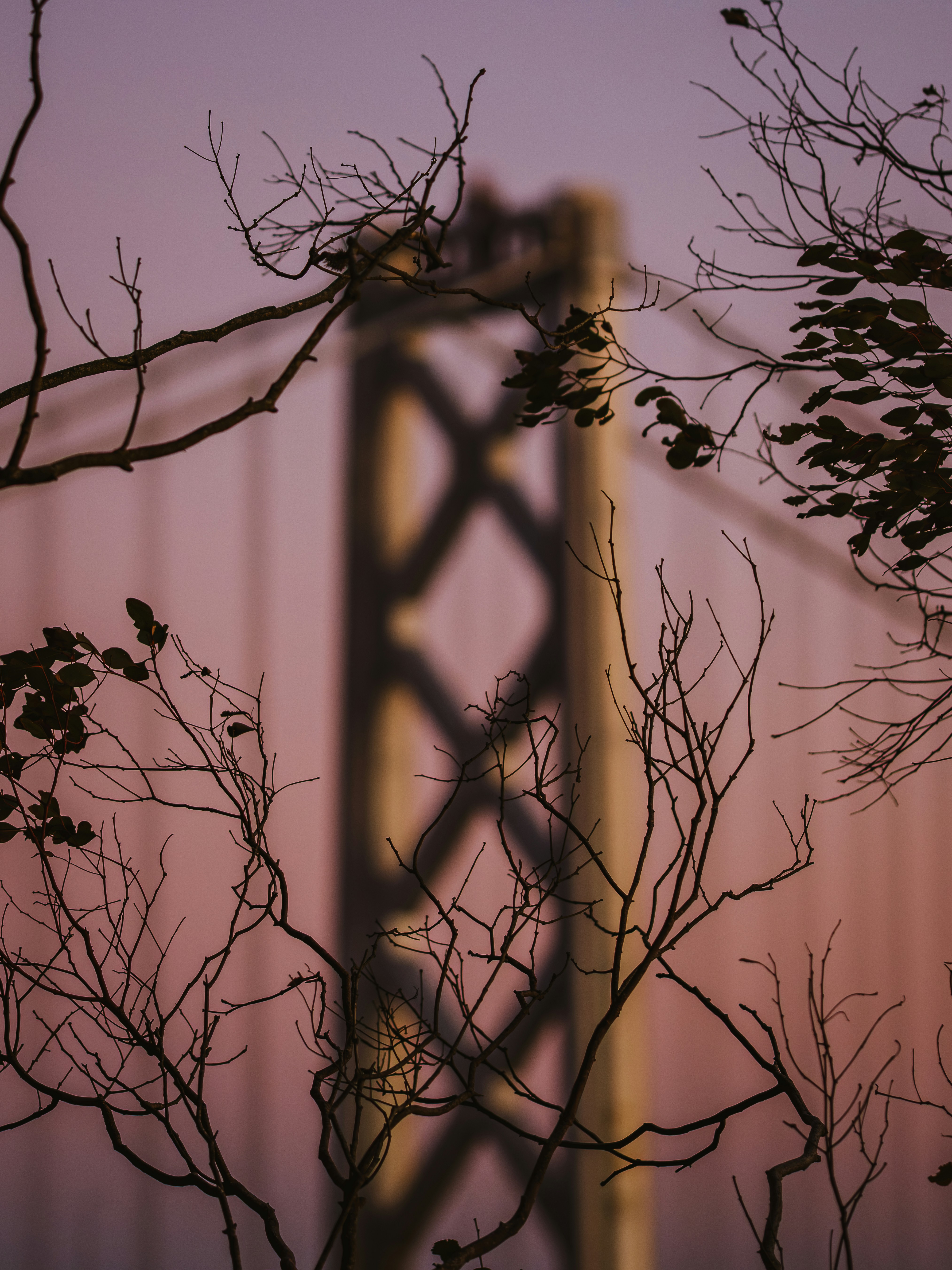 A blurred bridge tower behind dark silhouetted tree branches against a soft purple sky
