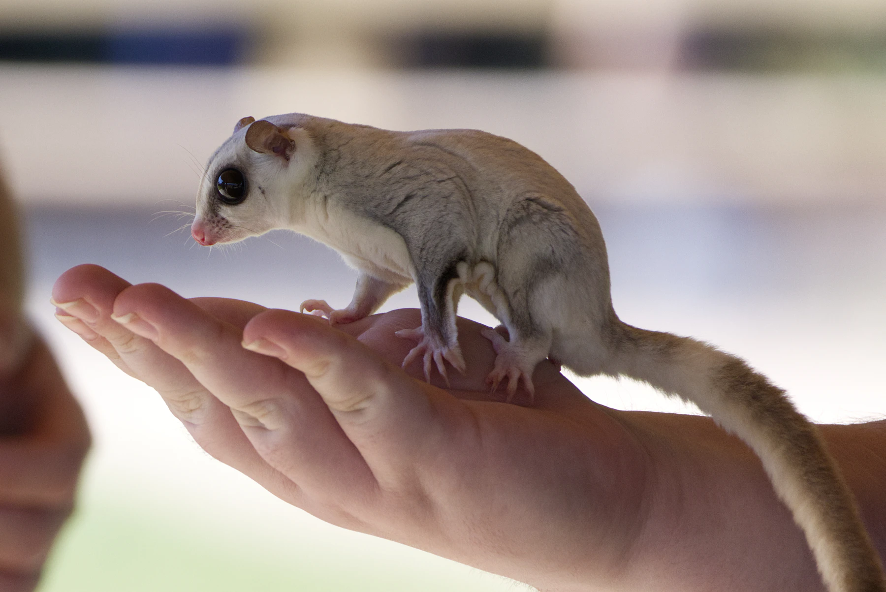 A pale sugar glider standing on an open human palm, its tail trailing down the wrist